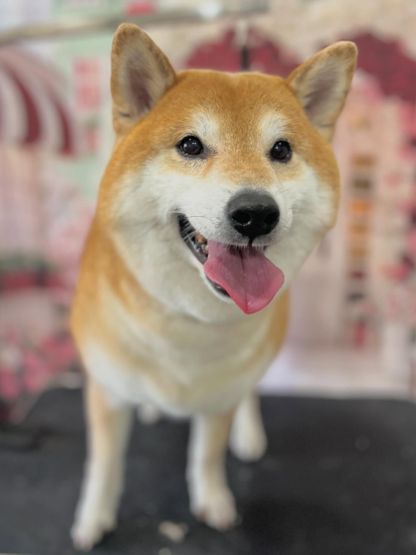 来店いただいたこてつくんです🐶✨