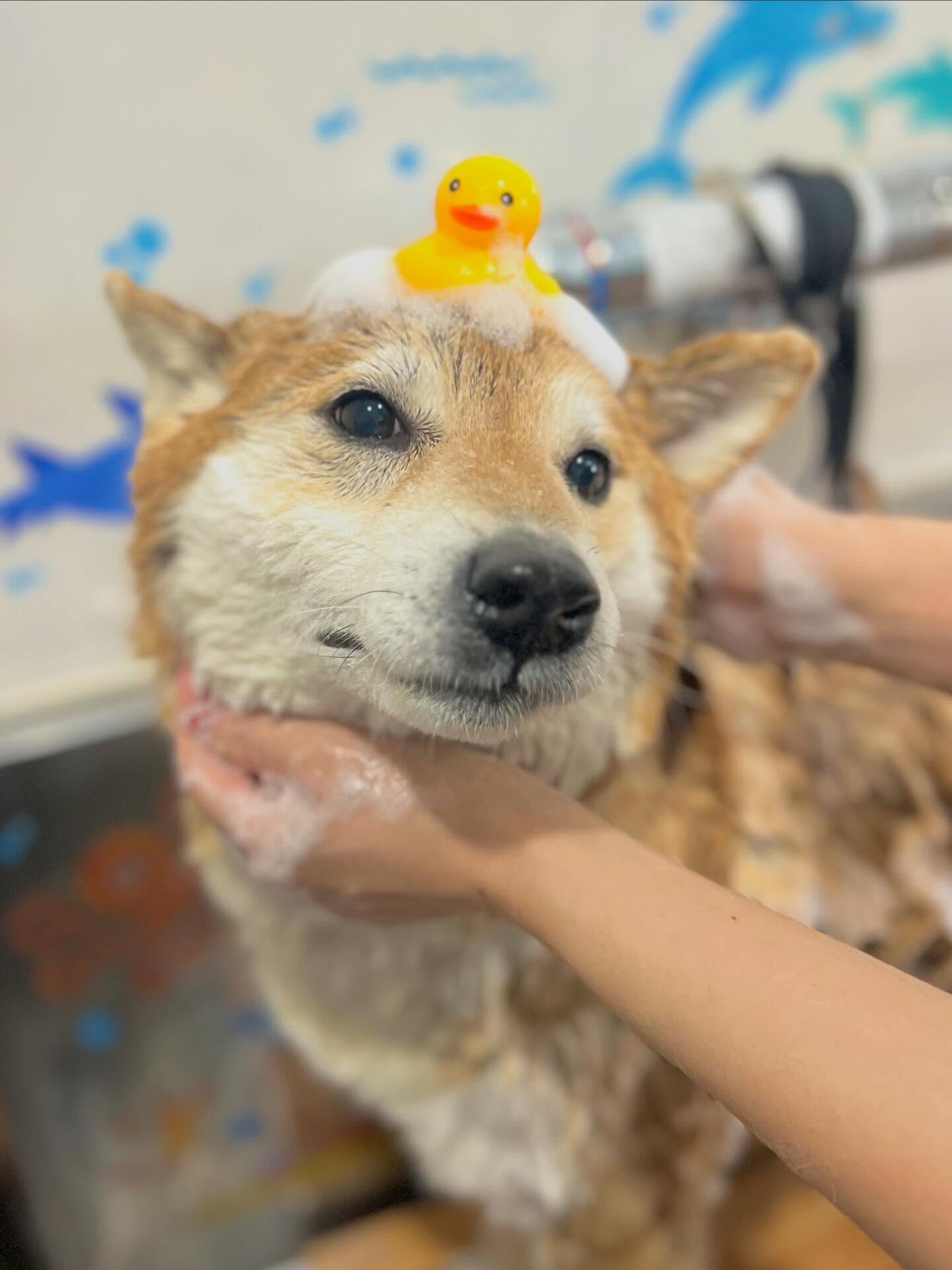 来店いただいたこてつくんです🐶✨
