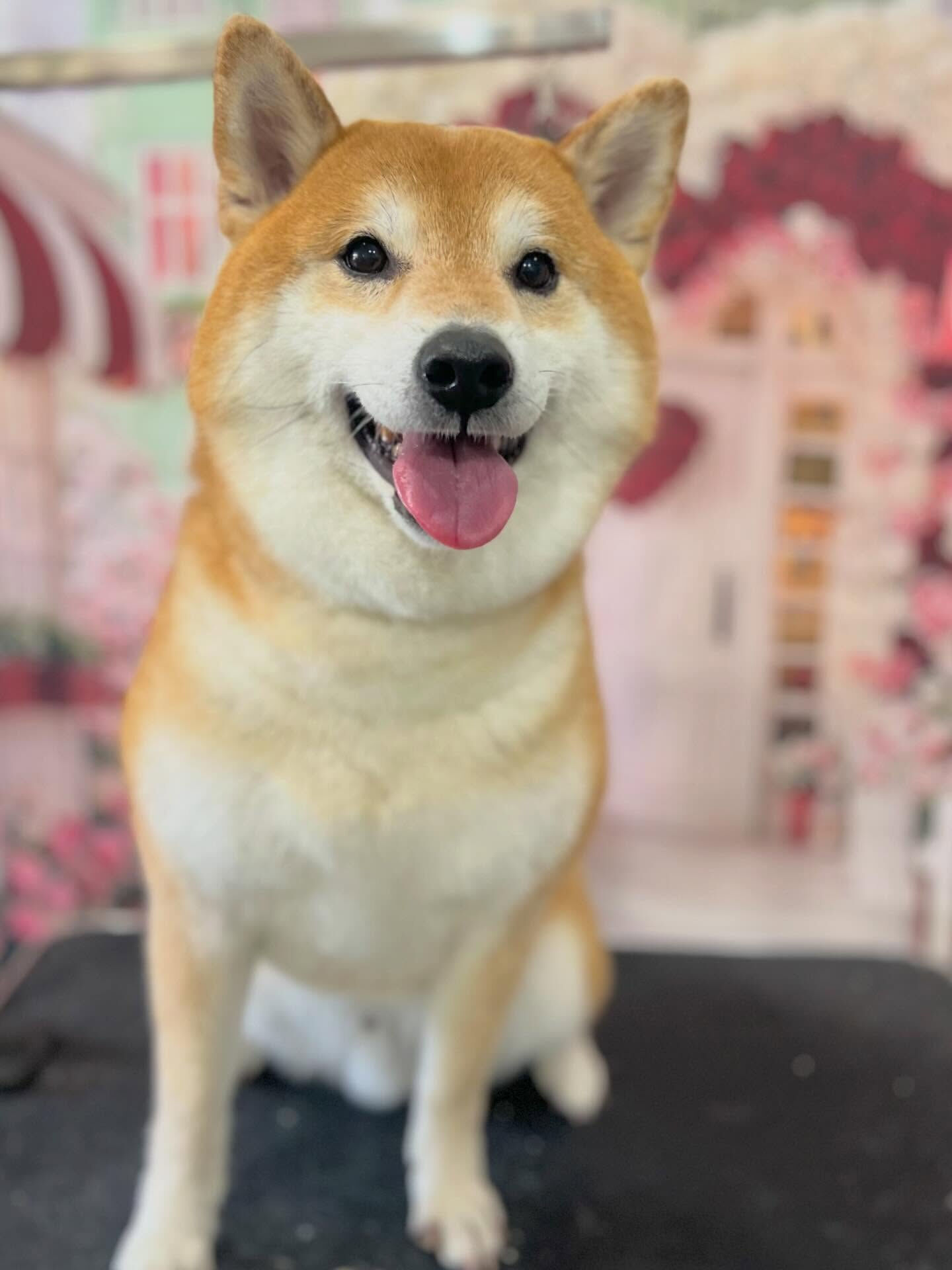 来店いただいたこてつくんです🐶✨
