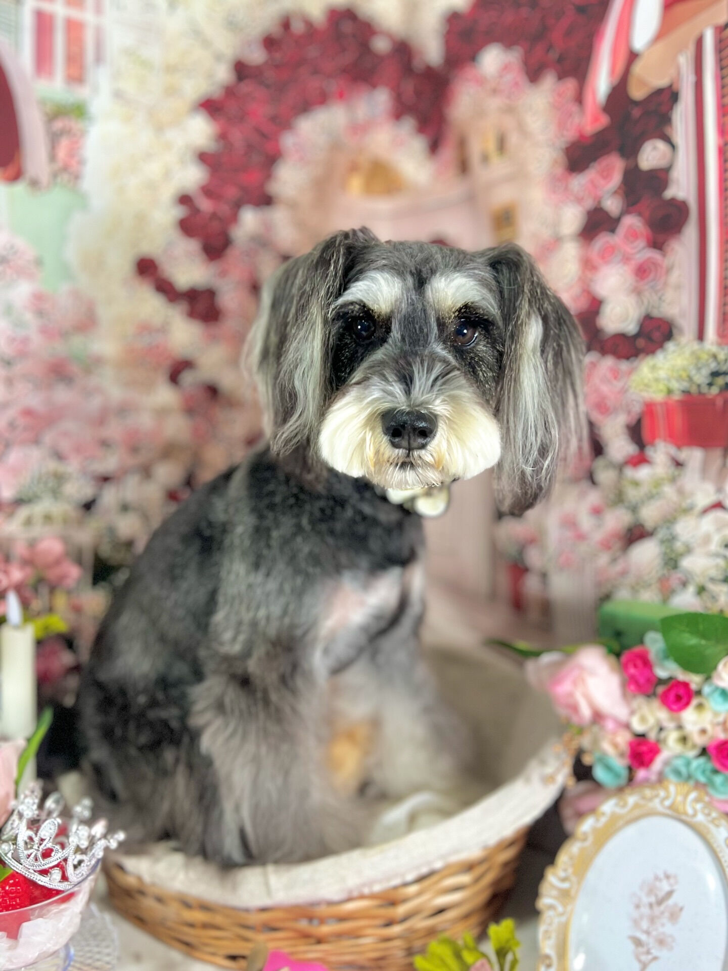 来店いただいた、のあちゃんです🐶✨
