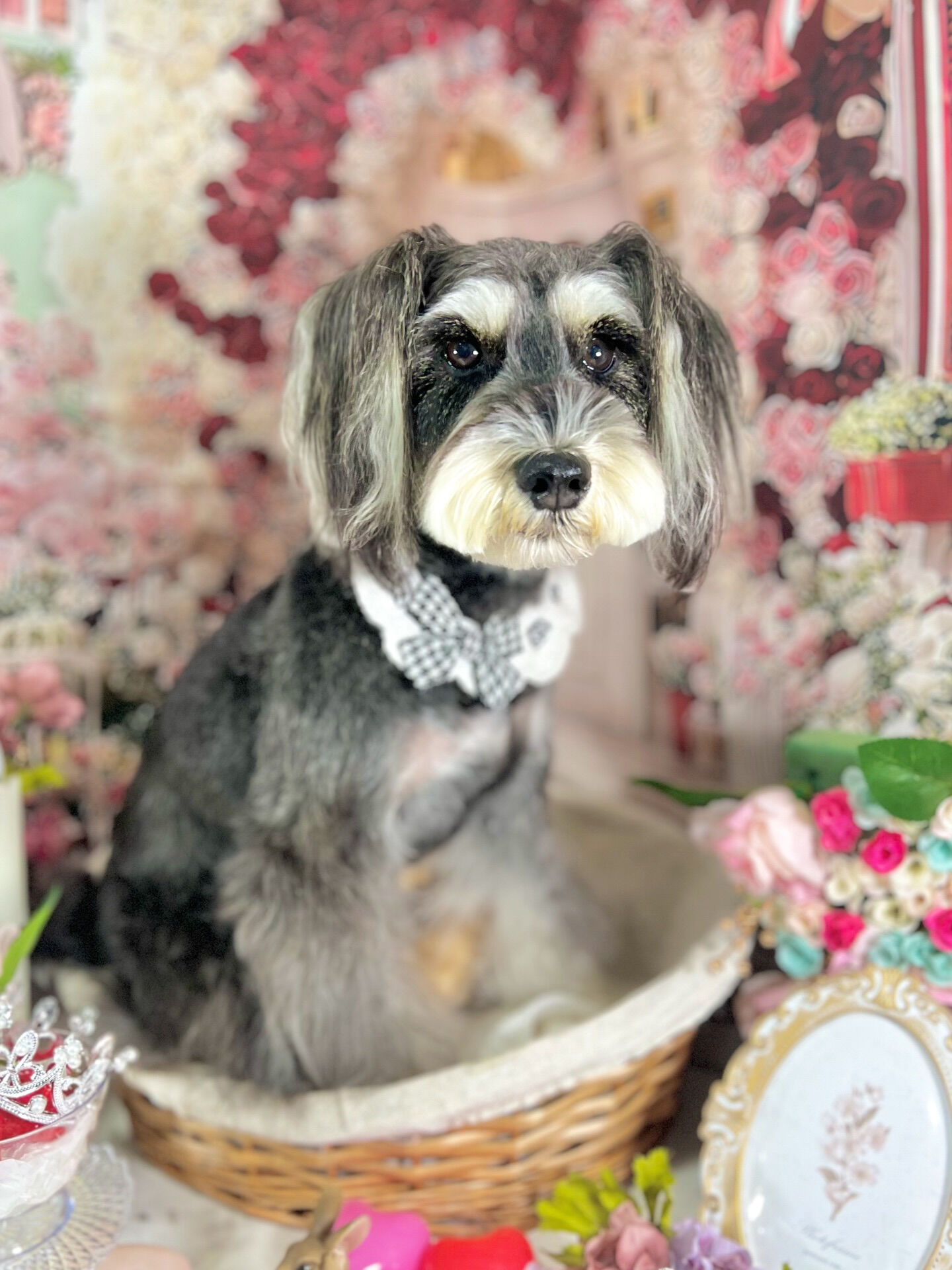 来店いただいた、のあちゃんです🐶✨