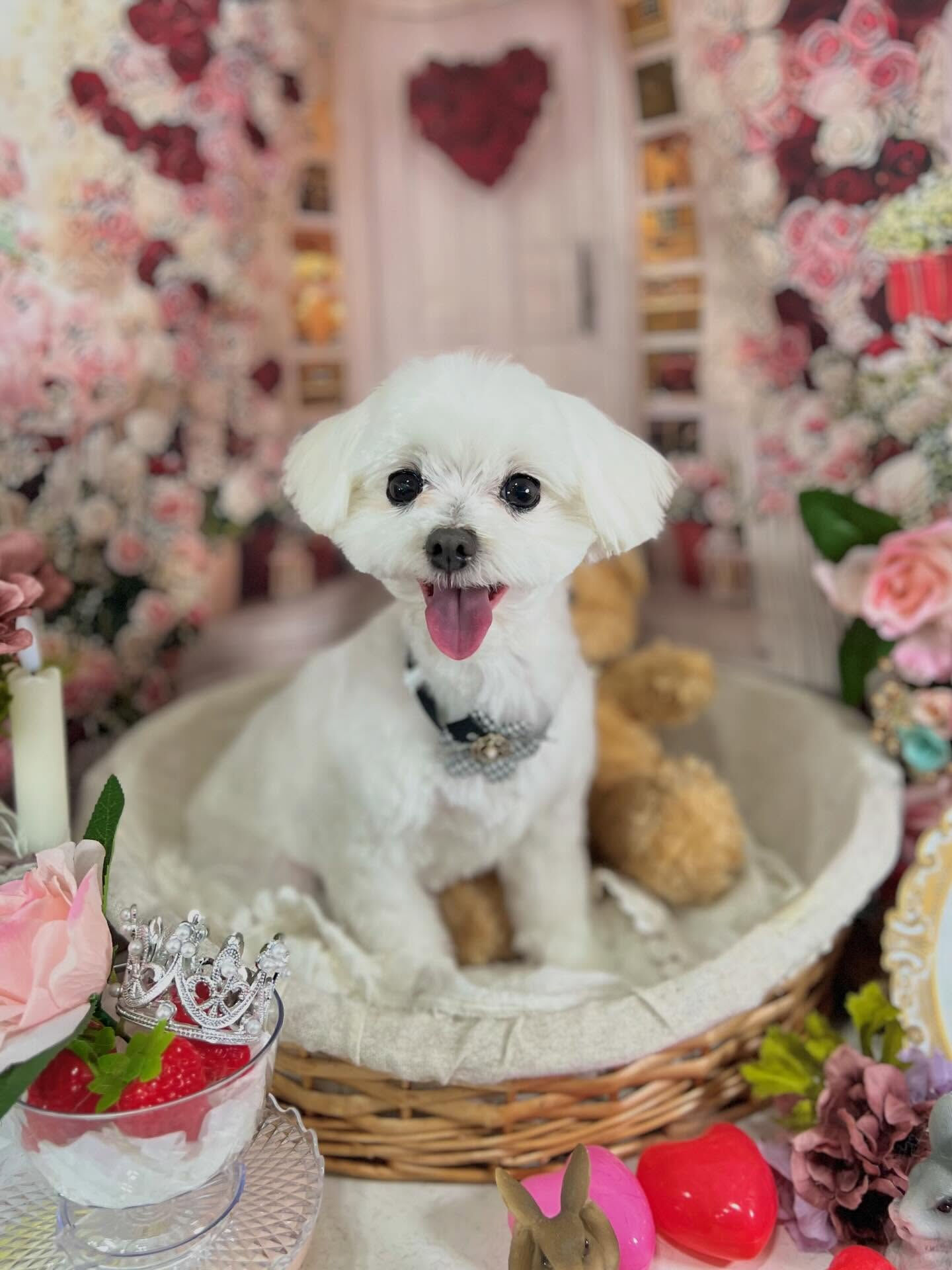 来店いただいたむぎちゃんです🐶✨