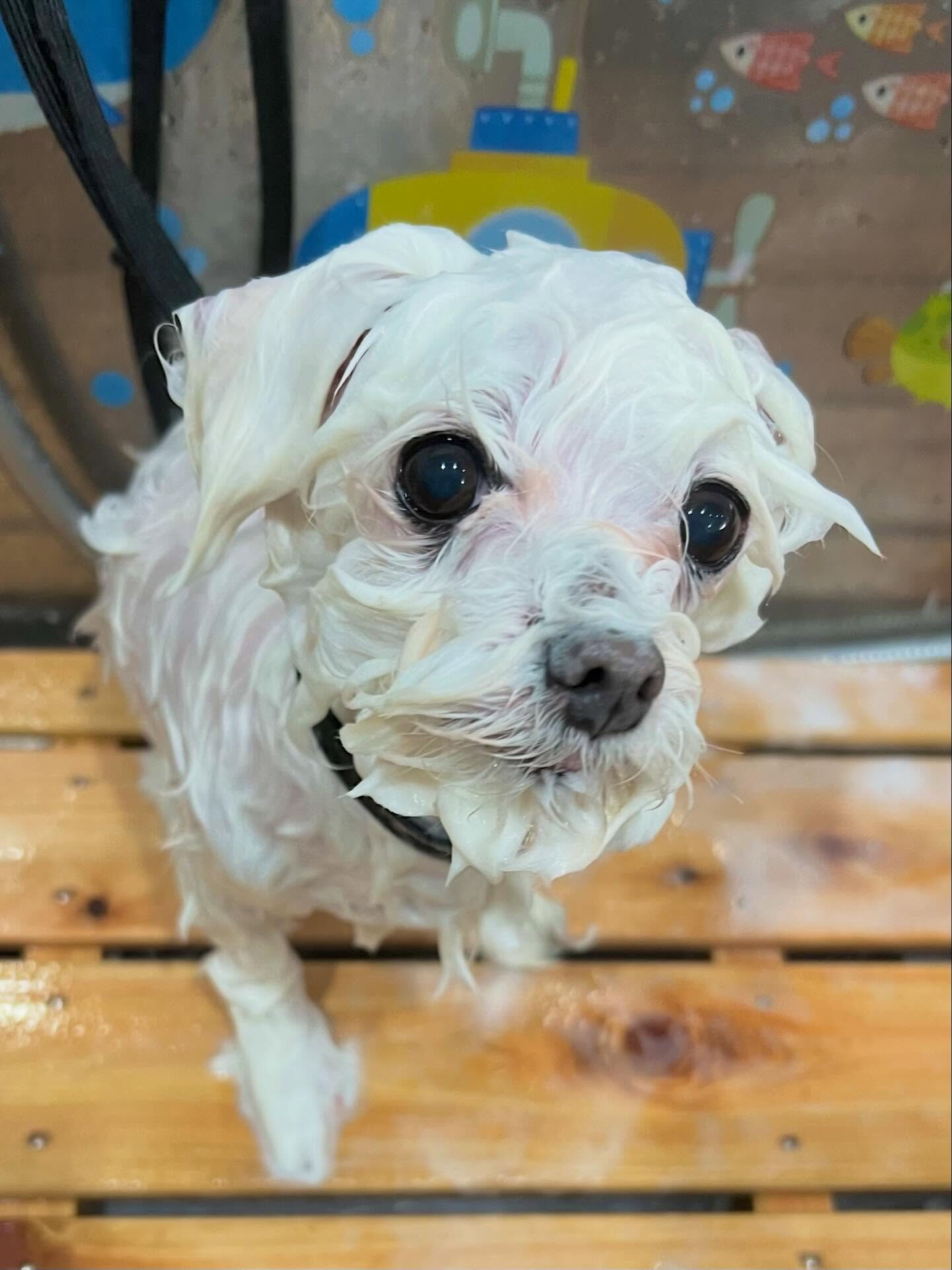 来店いただいたむぎちゃんです🐶✨