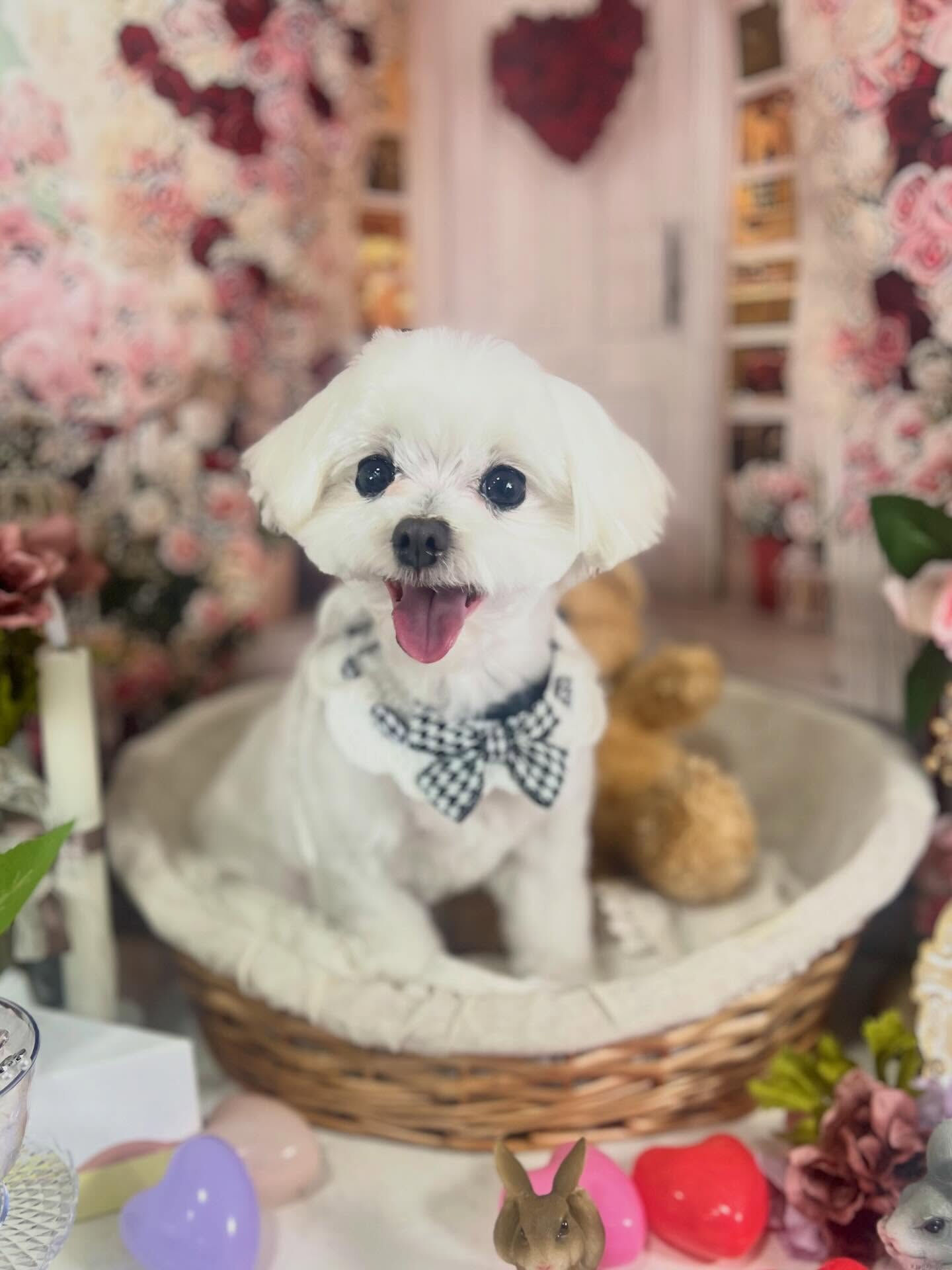 来店いただいたむぎちゃんです🐶✨