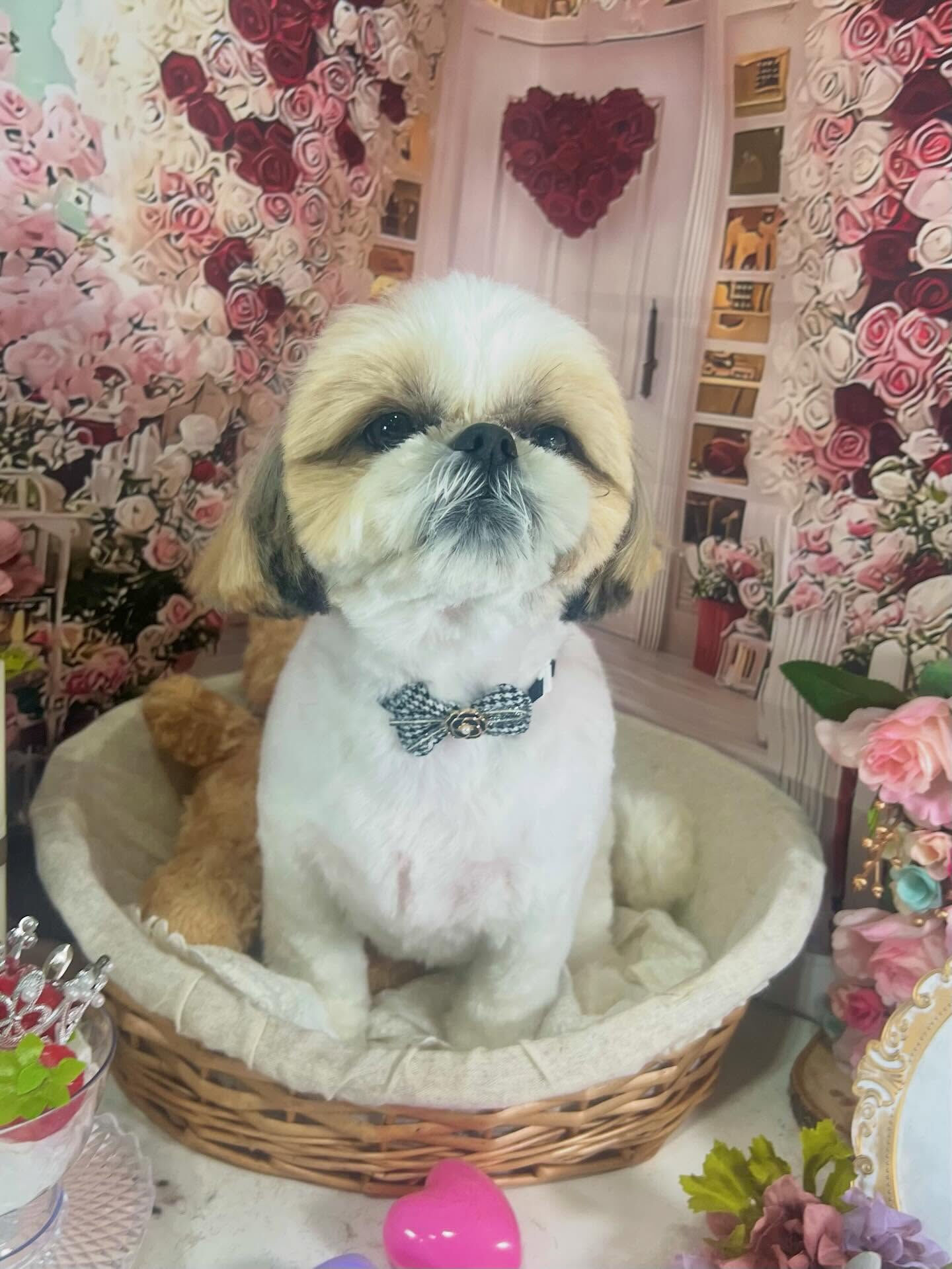 来店いただいたにこちゃんです🐶✨