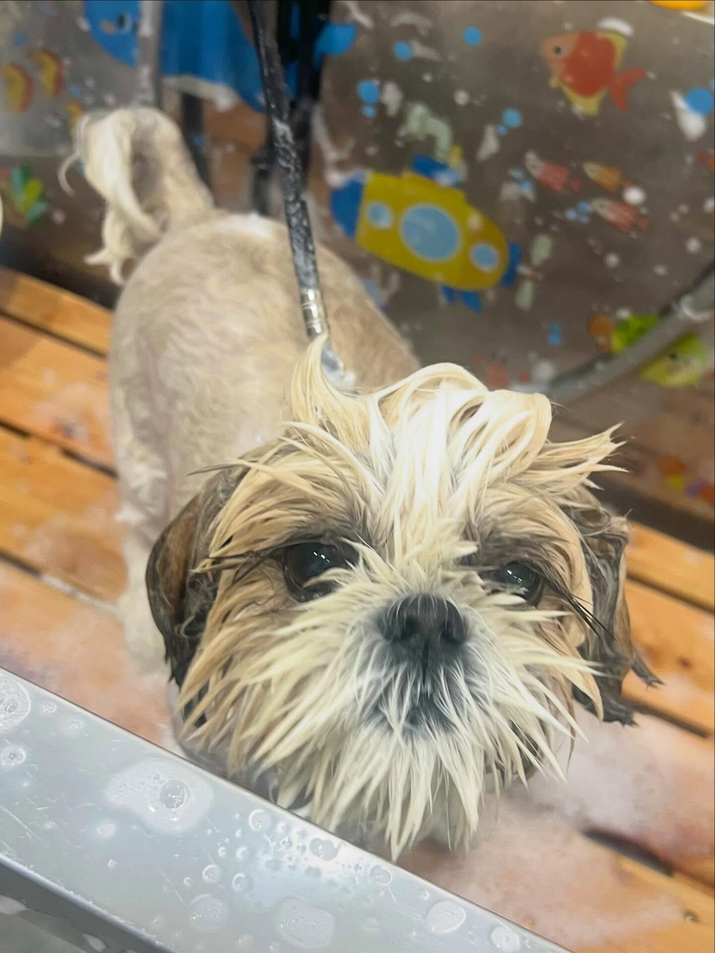 来店いただいたにこちゃんです🐶✨