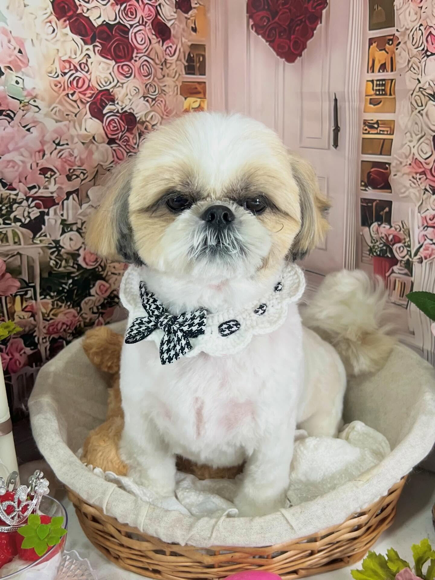 来店いただいたにこちゃんです🐶✨