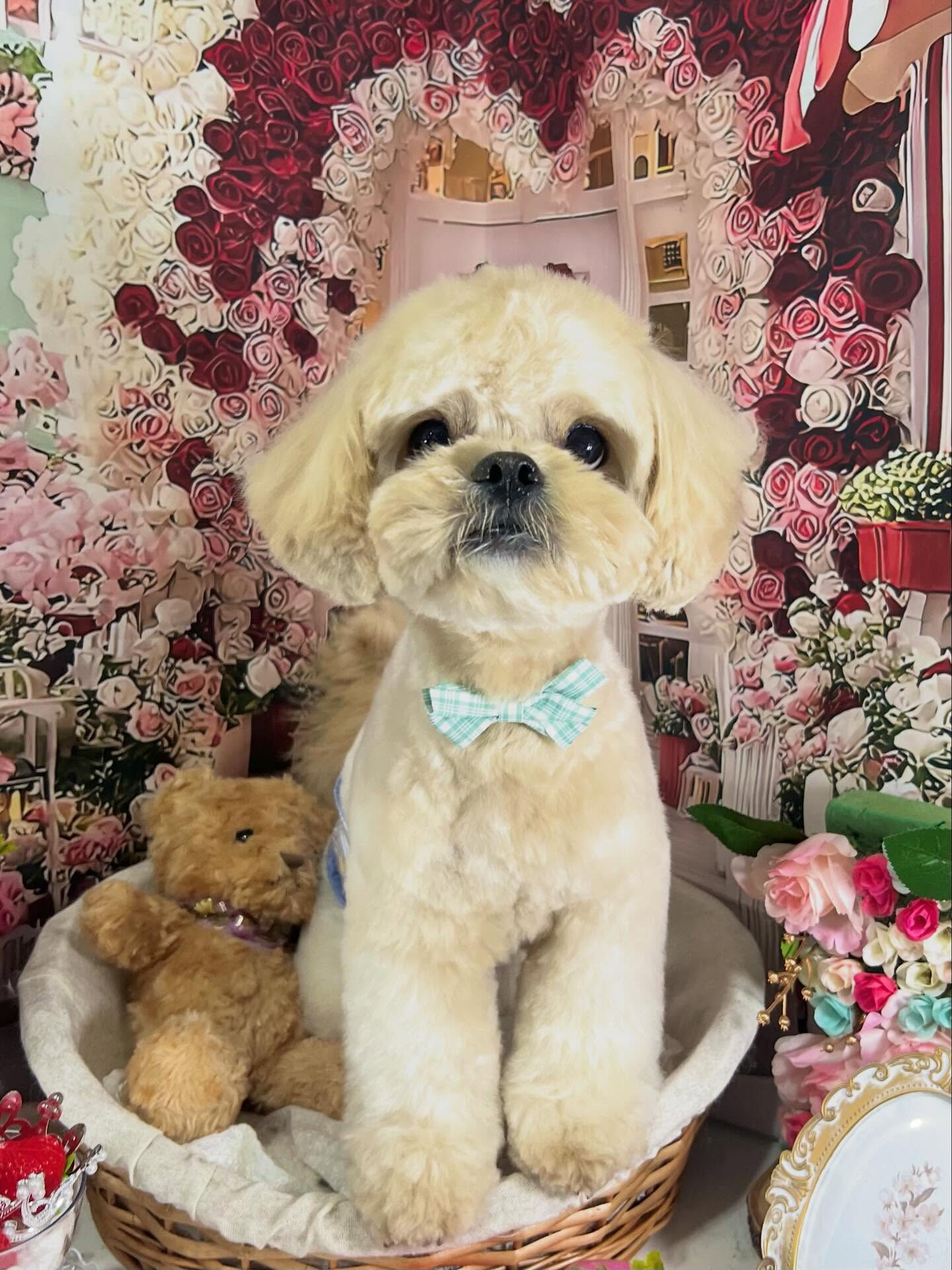 来店いただいたまるとくんです🐶✨