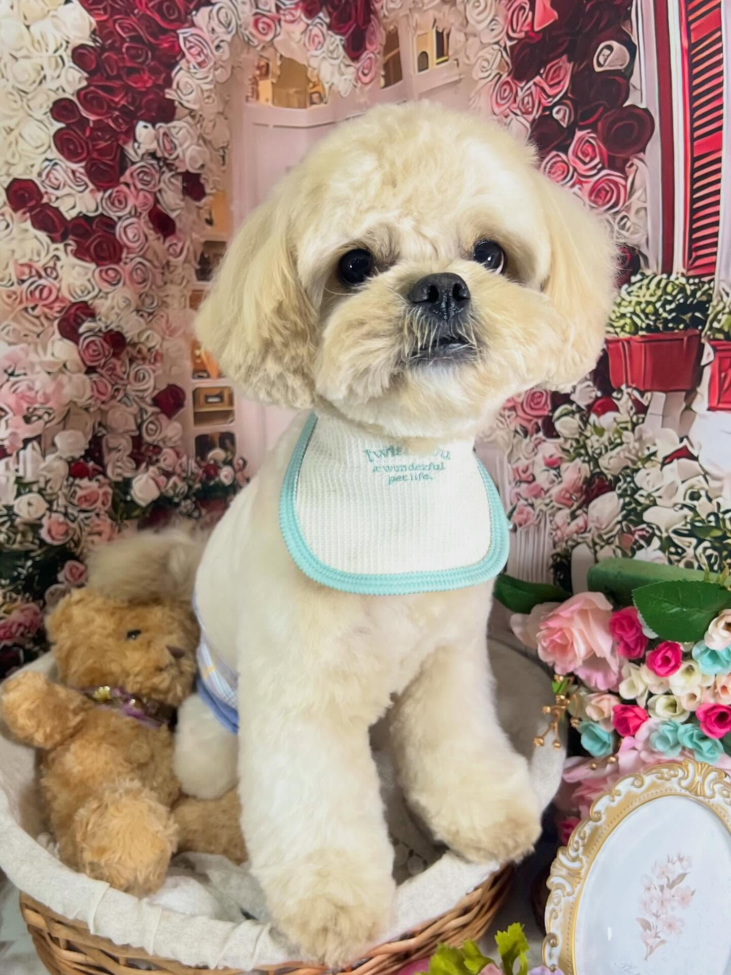 来店いただいたまるとくんです🐶✨
