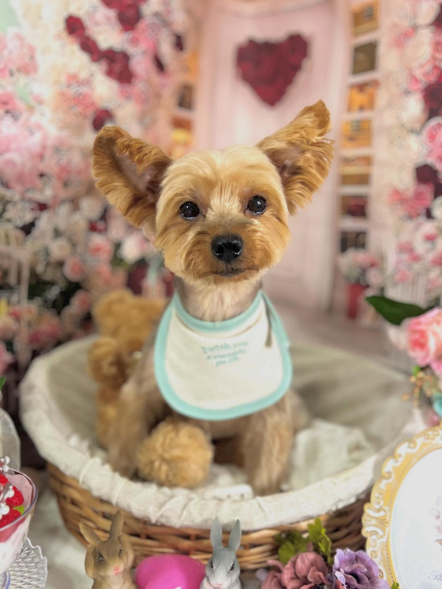 来店いただいたクロくんです🐶✨
