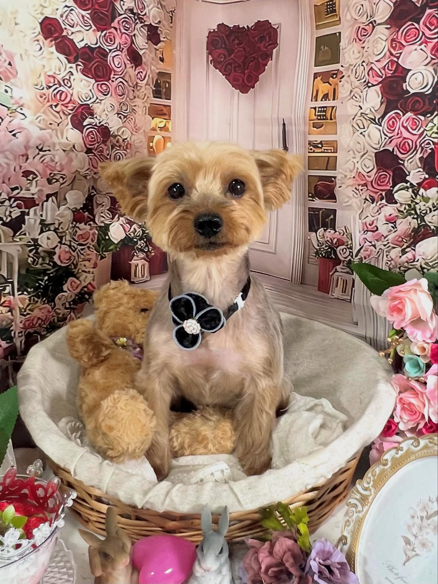 来店いただいたクロくんです🐶✨