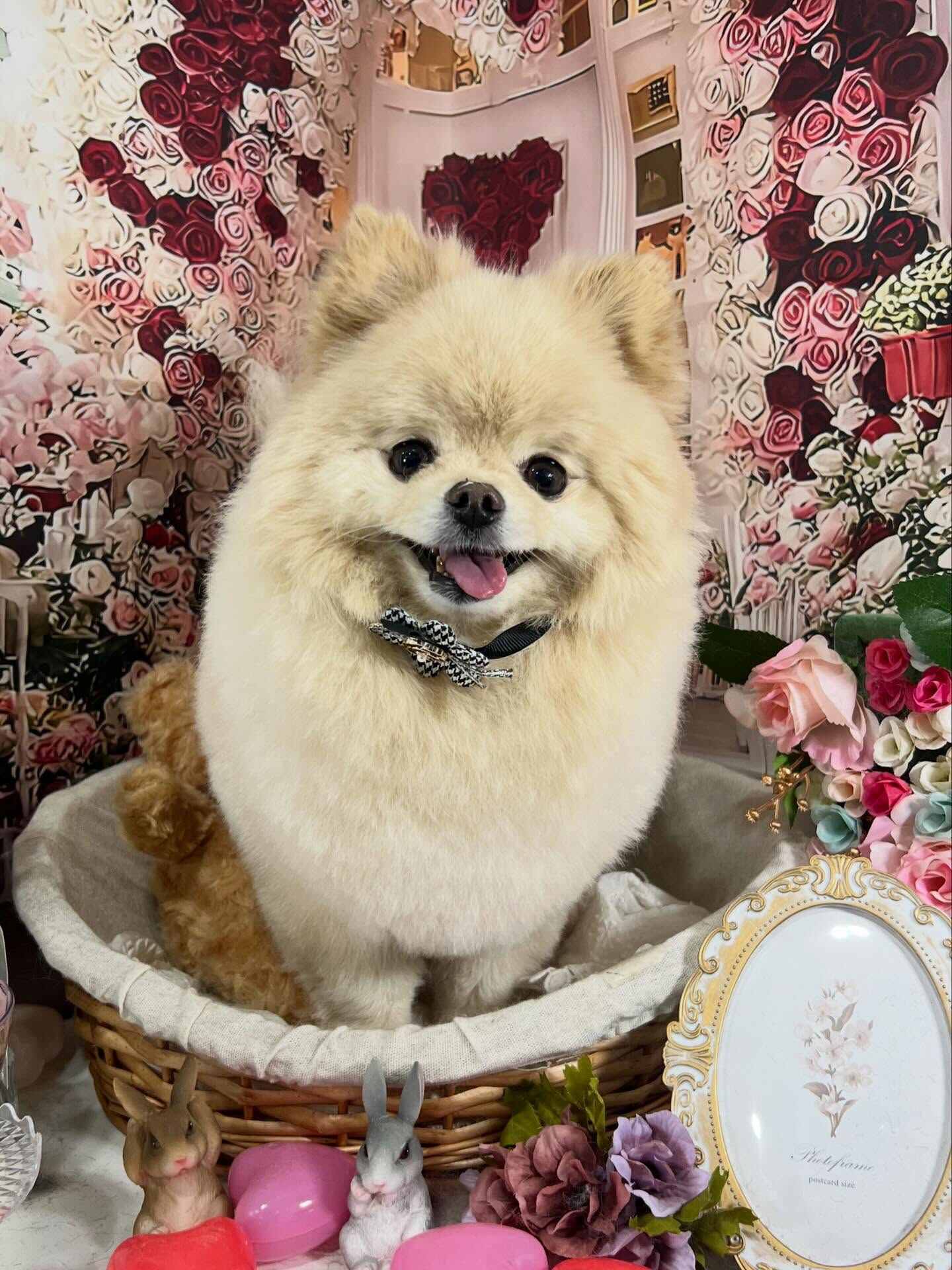 来店いただいたましろくんです🐶✨