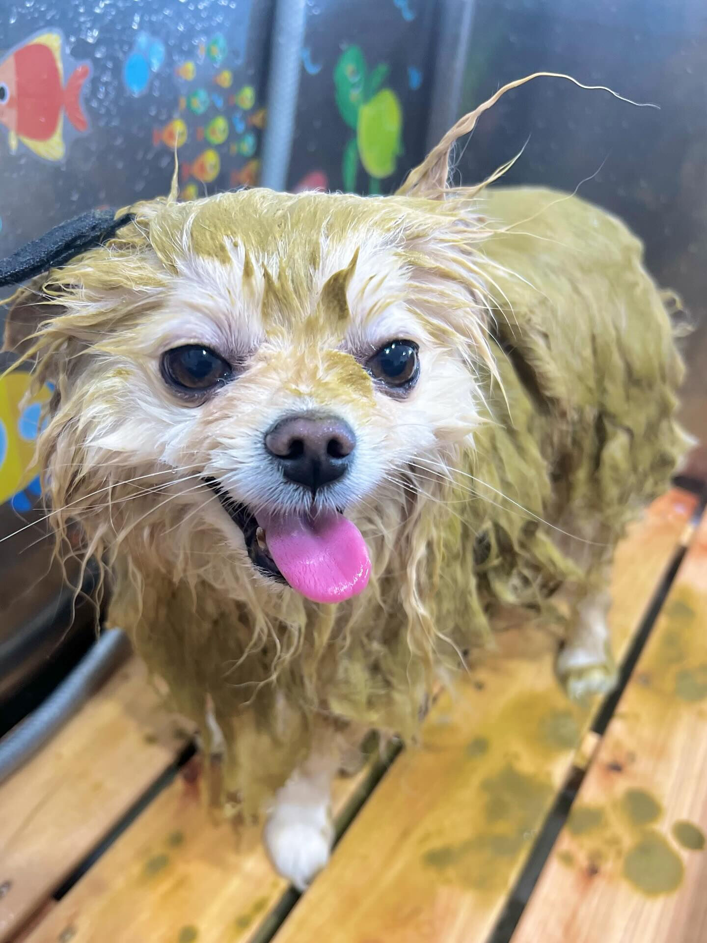来店いただいたましろくんです🐶✨