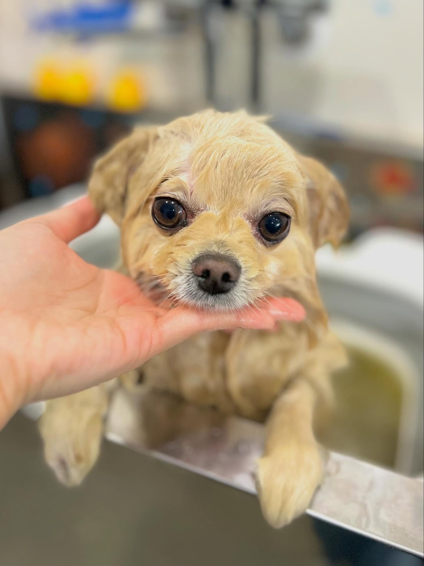 来店いただいたましろくんです🐶✨