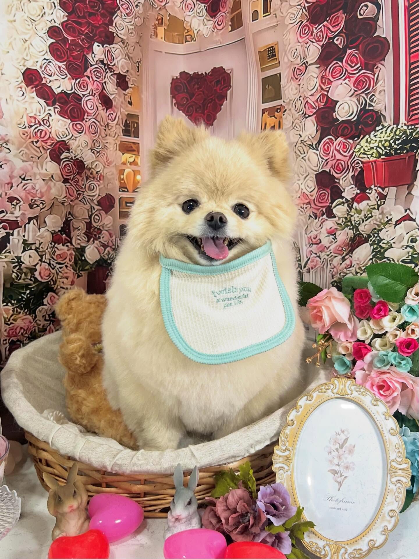 来店いただいたましろくんです🐶✨