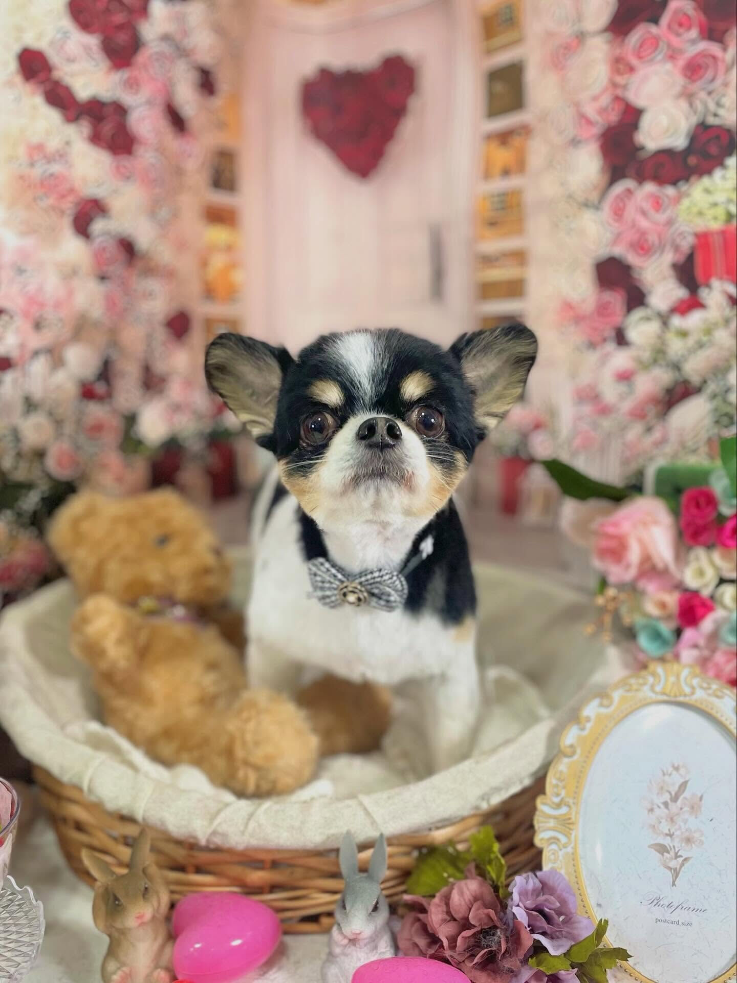 来店いただいたあゆむくんです🐶✨