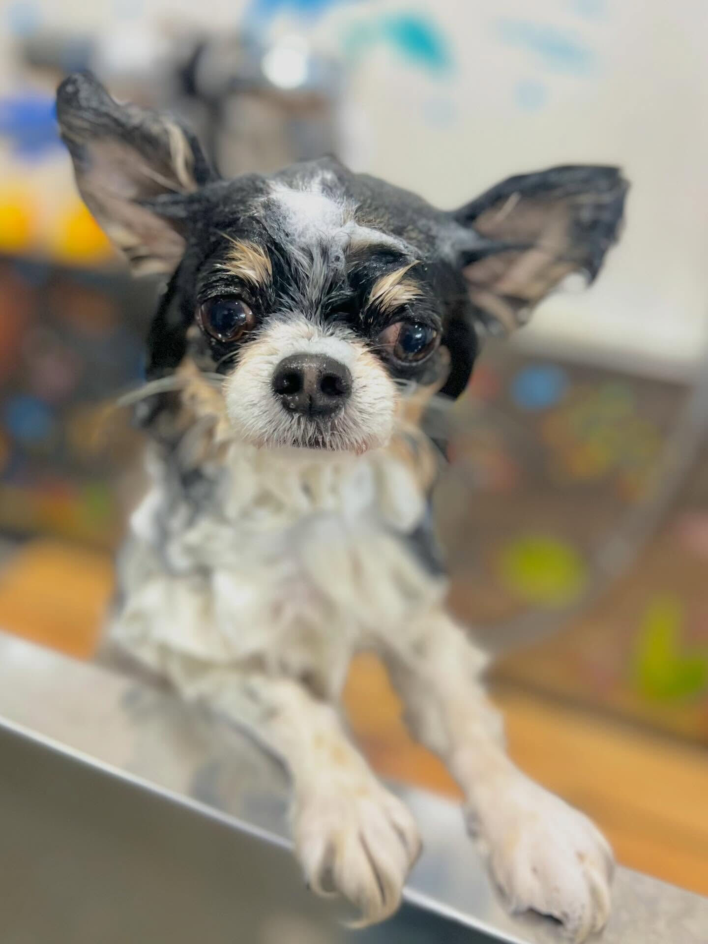 来店いただいたあゆむくんです🐶✨