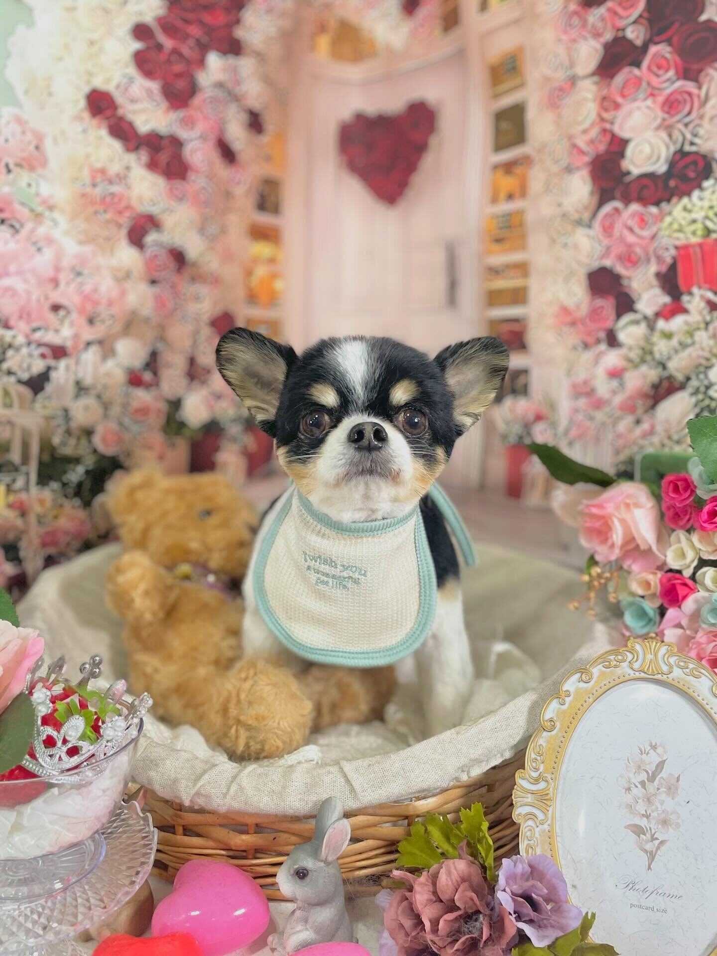 来店いただいたあゆむくんです🐶✨