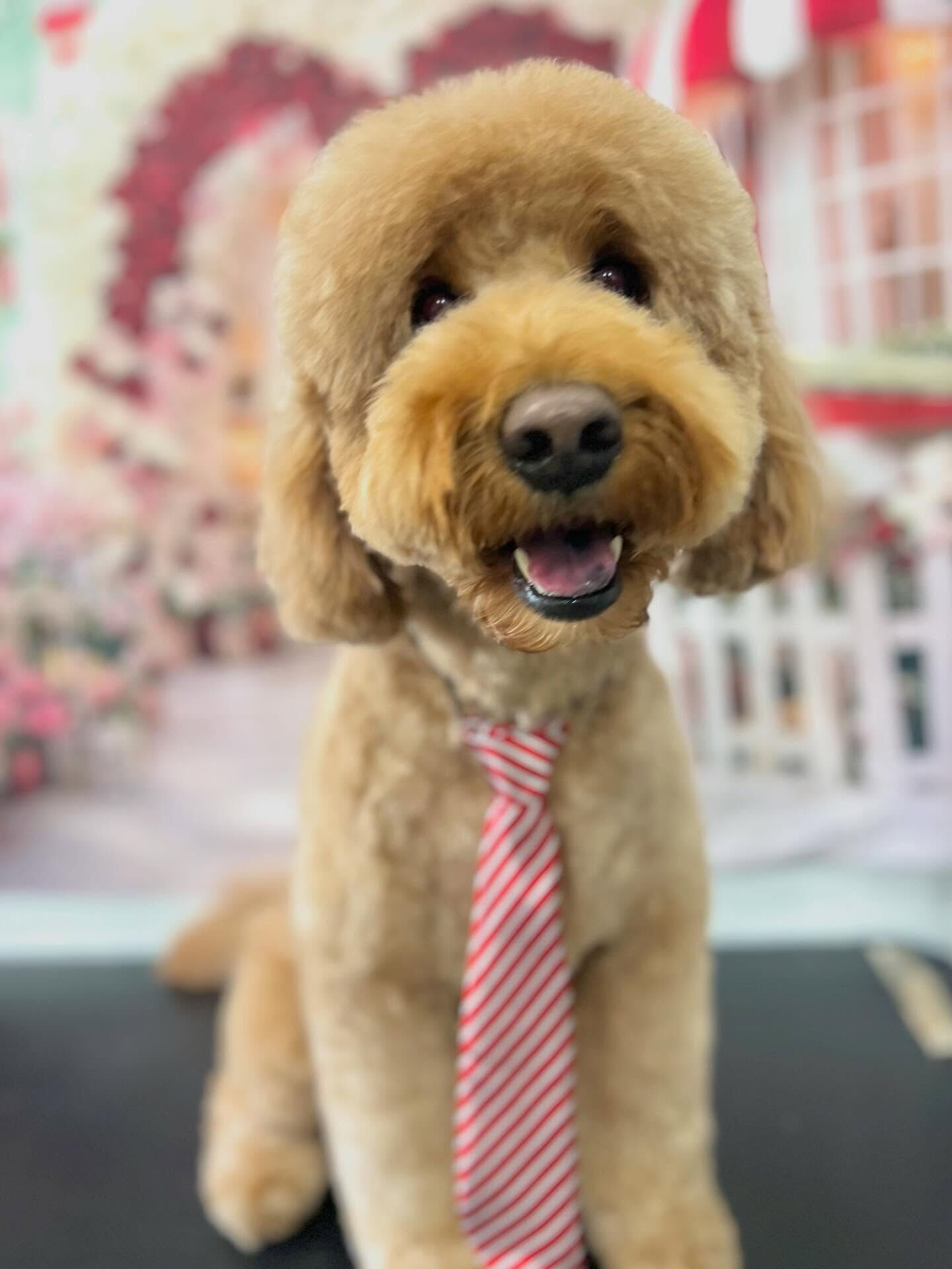 来店いただいたアンディくんです🐶✨
