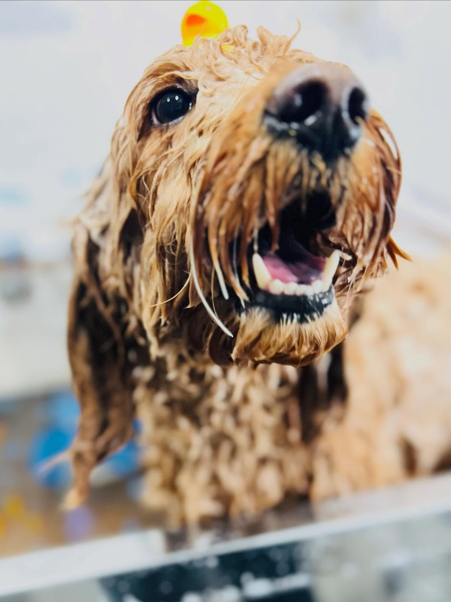 来店いただいたアンディくんです🐶✨