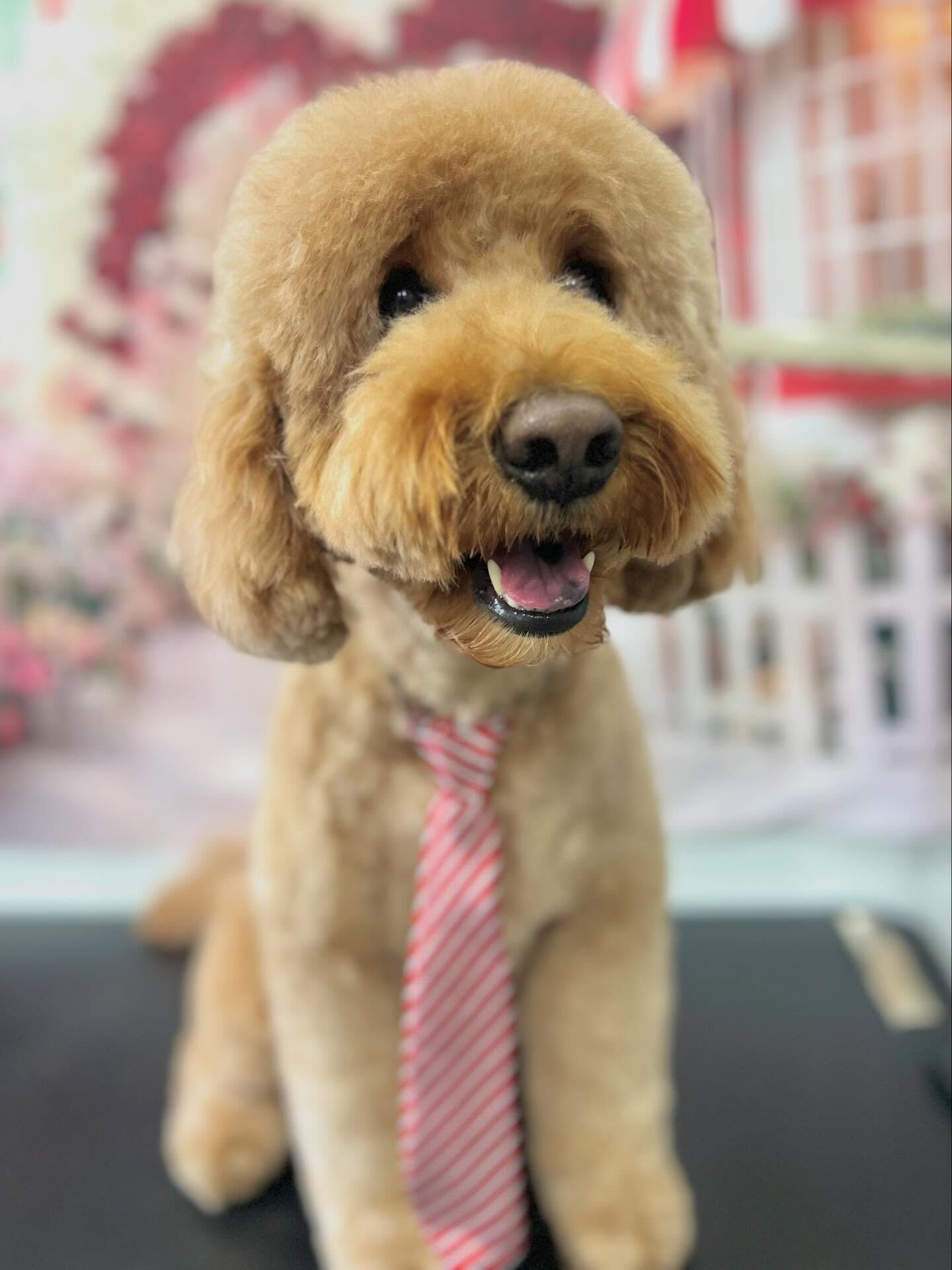 来店いただいたアンディくんです🐶✨