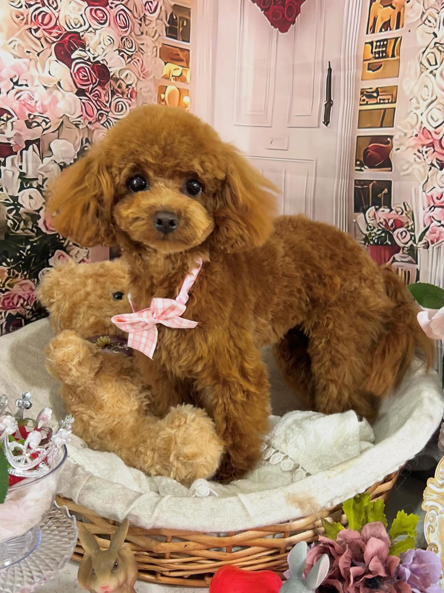 来店いただいた莉楽ちゃんです🐶✨