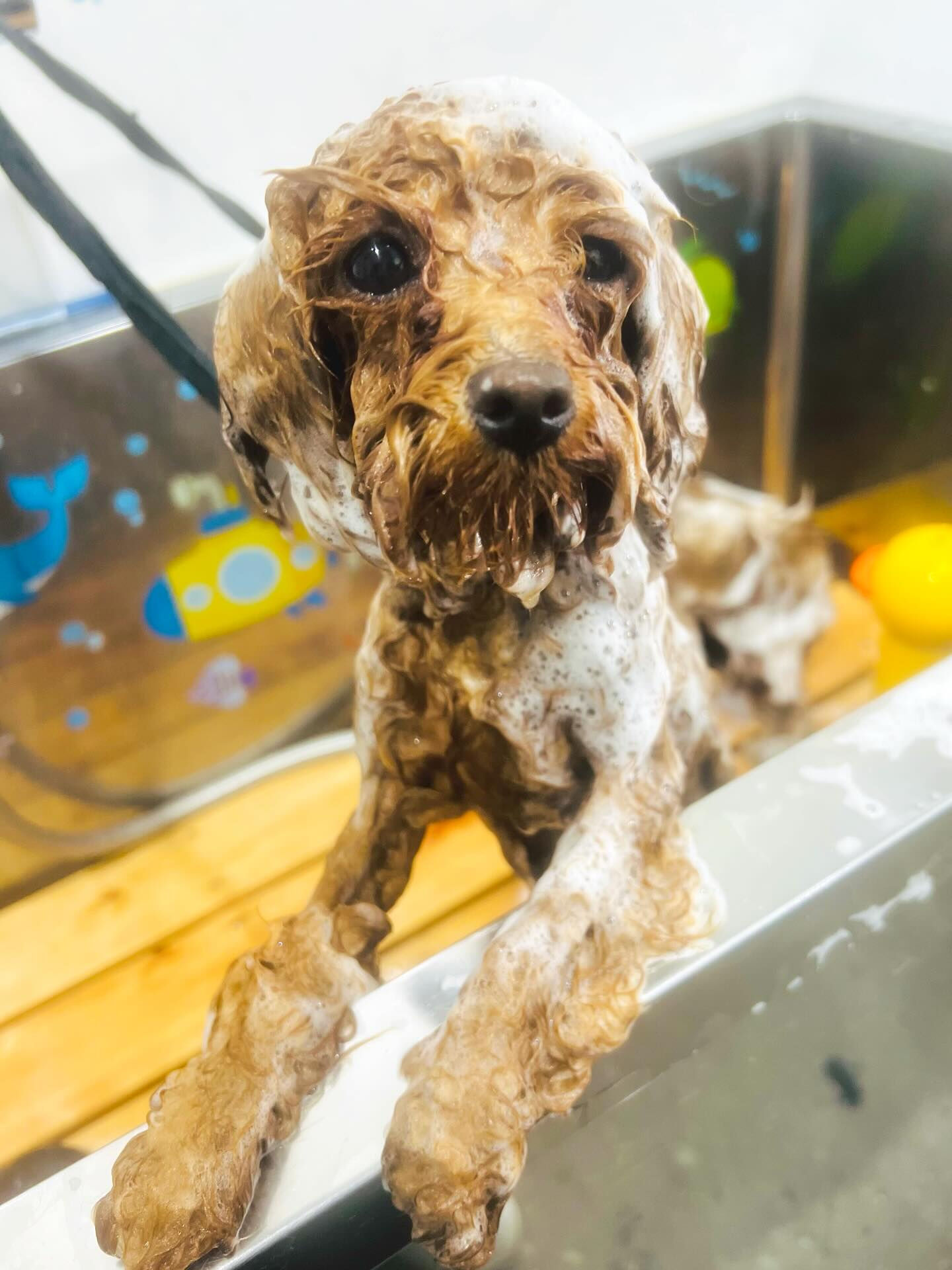 来店いただいた莉楽ちゃんです🐶✨