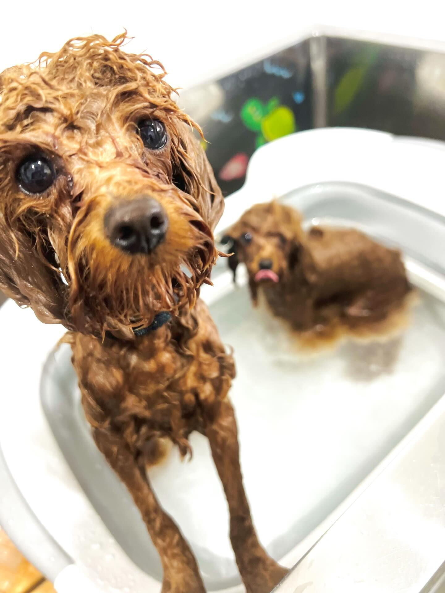 来店いただいた莉楽ちゃんです🐶✨
