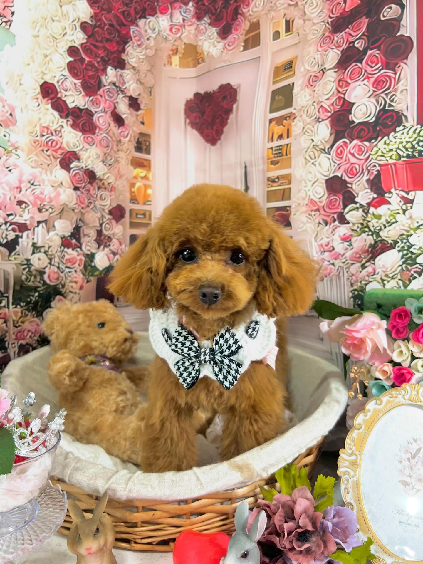 来店いただいた莉楽ちゃんです🐶✨