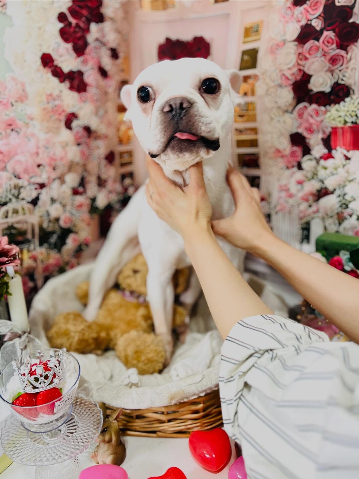 来店いただいたブンタくんです🐶✨