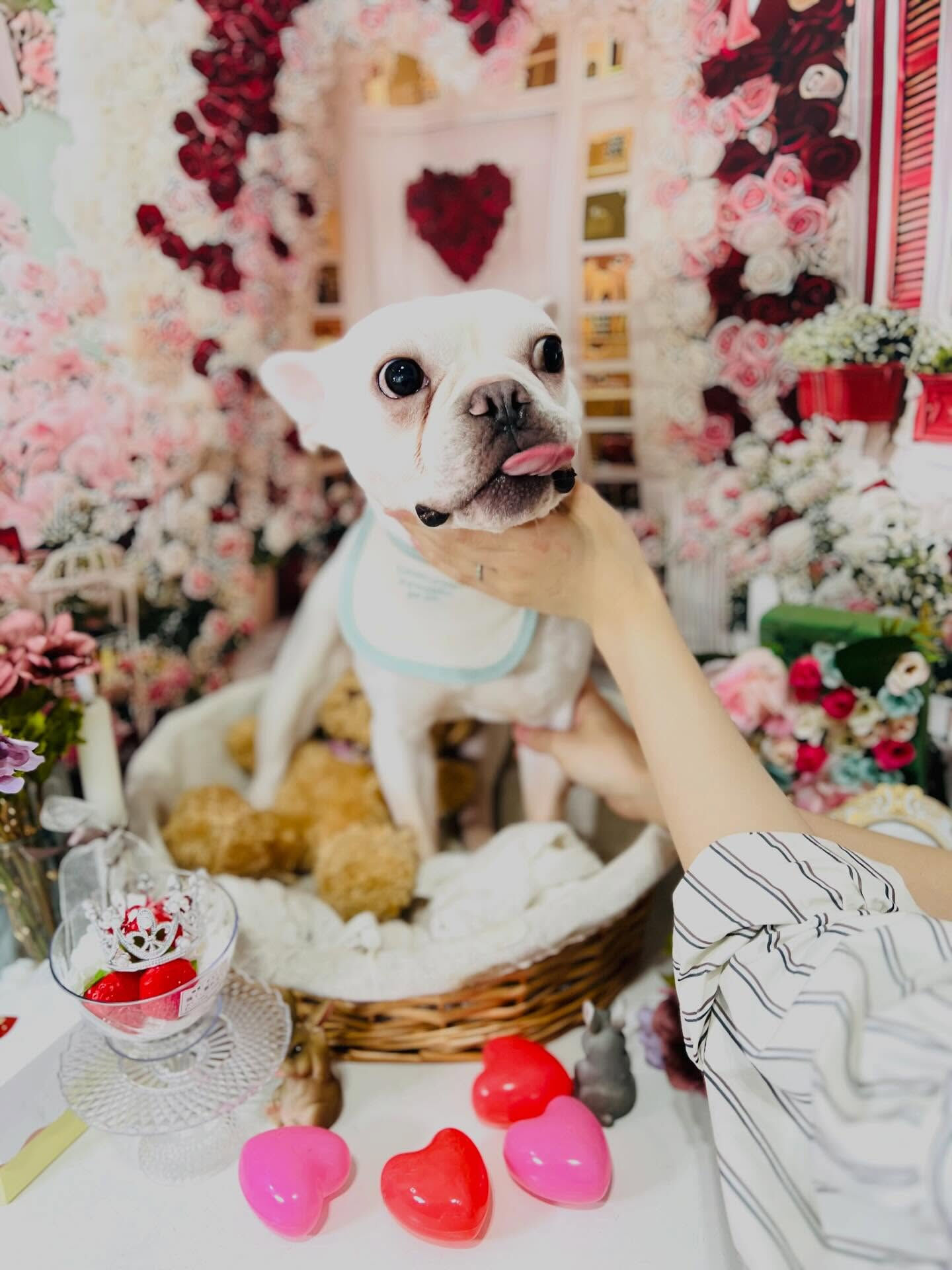 来店いただいたブンタくんです🐶✨
