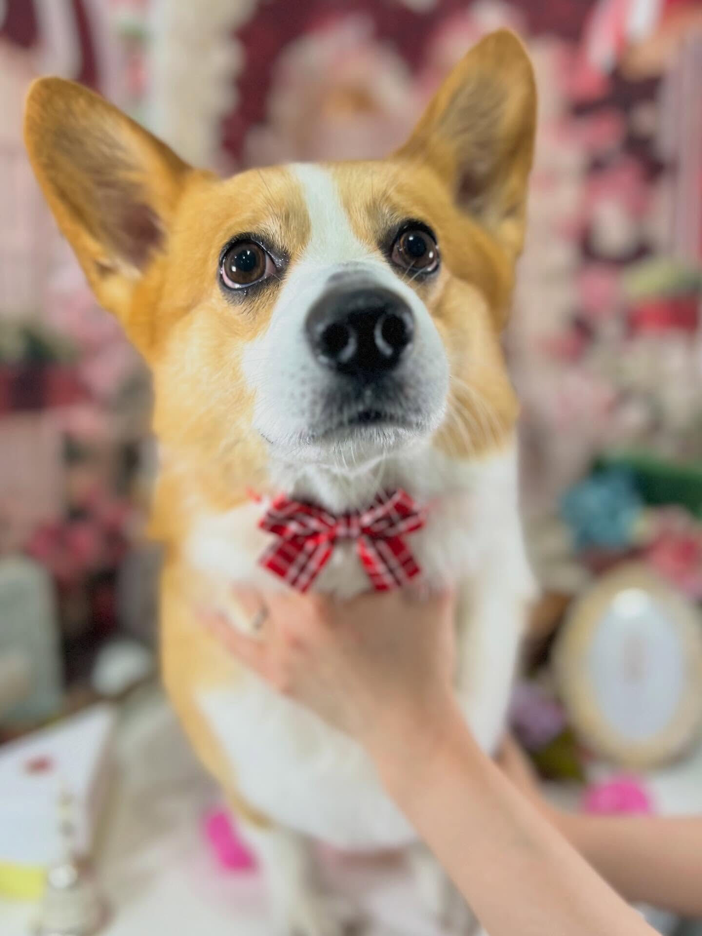 来店いただいたルカくんです🐶✨