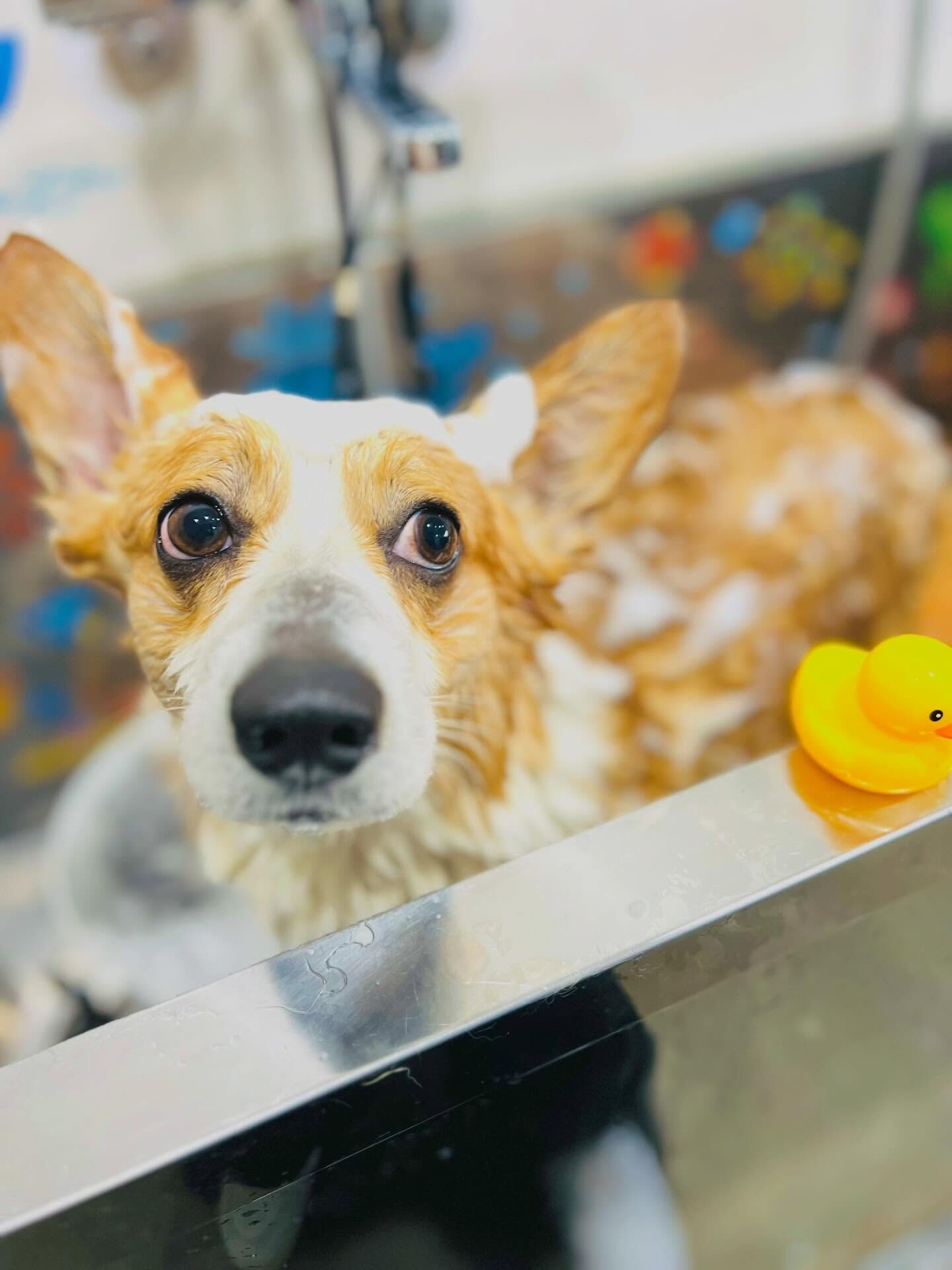 来店いただいたルカくんです🐶✨