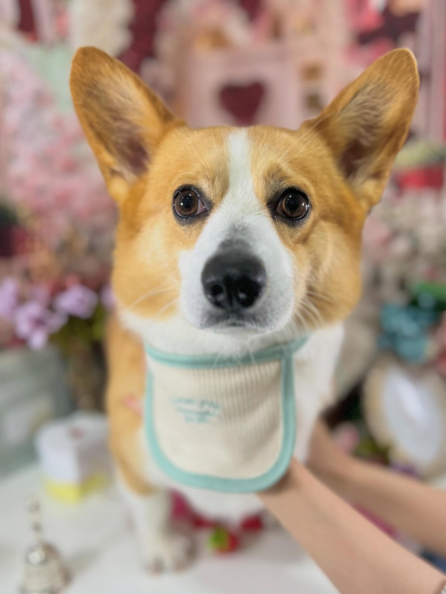 来店いただいたルカくんです🐶✨