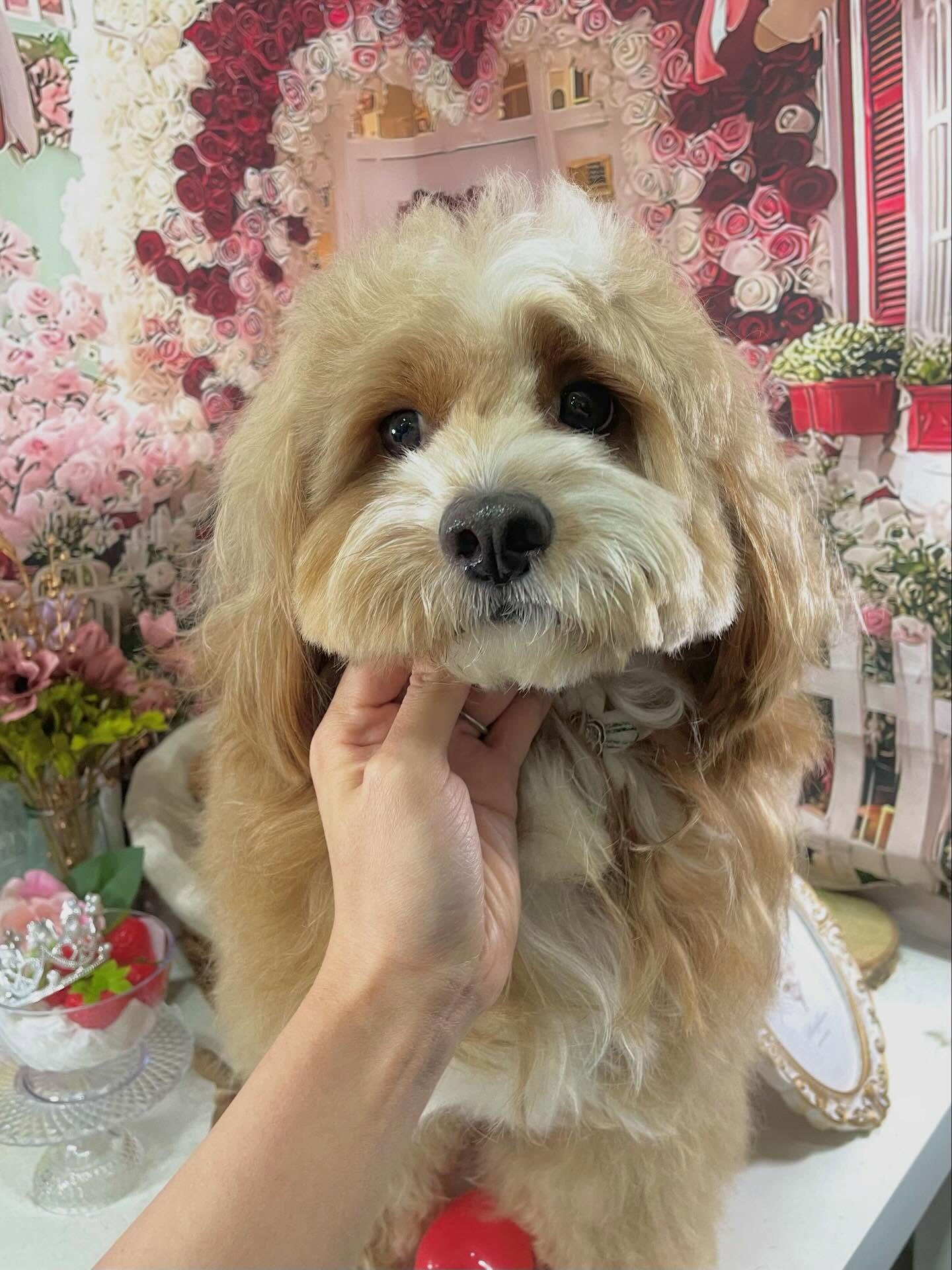 来店いただいたもこたくんです🐶✨