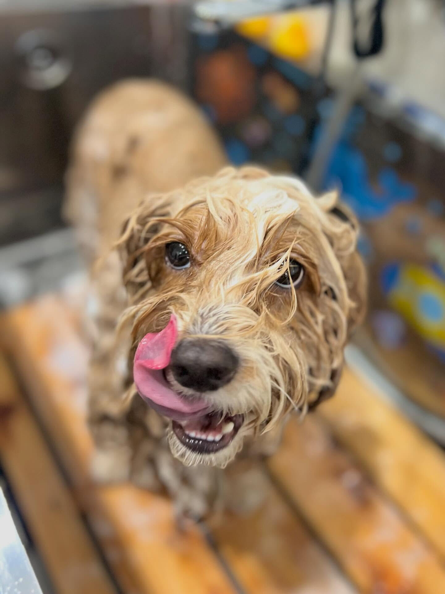 来店いただいたもこたくんです🐶✨
