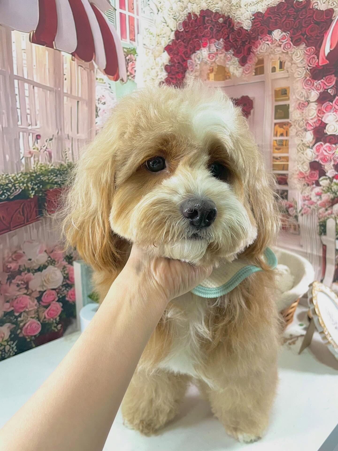 来店いただいたもこたくんです🐶✨