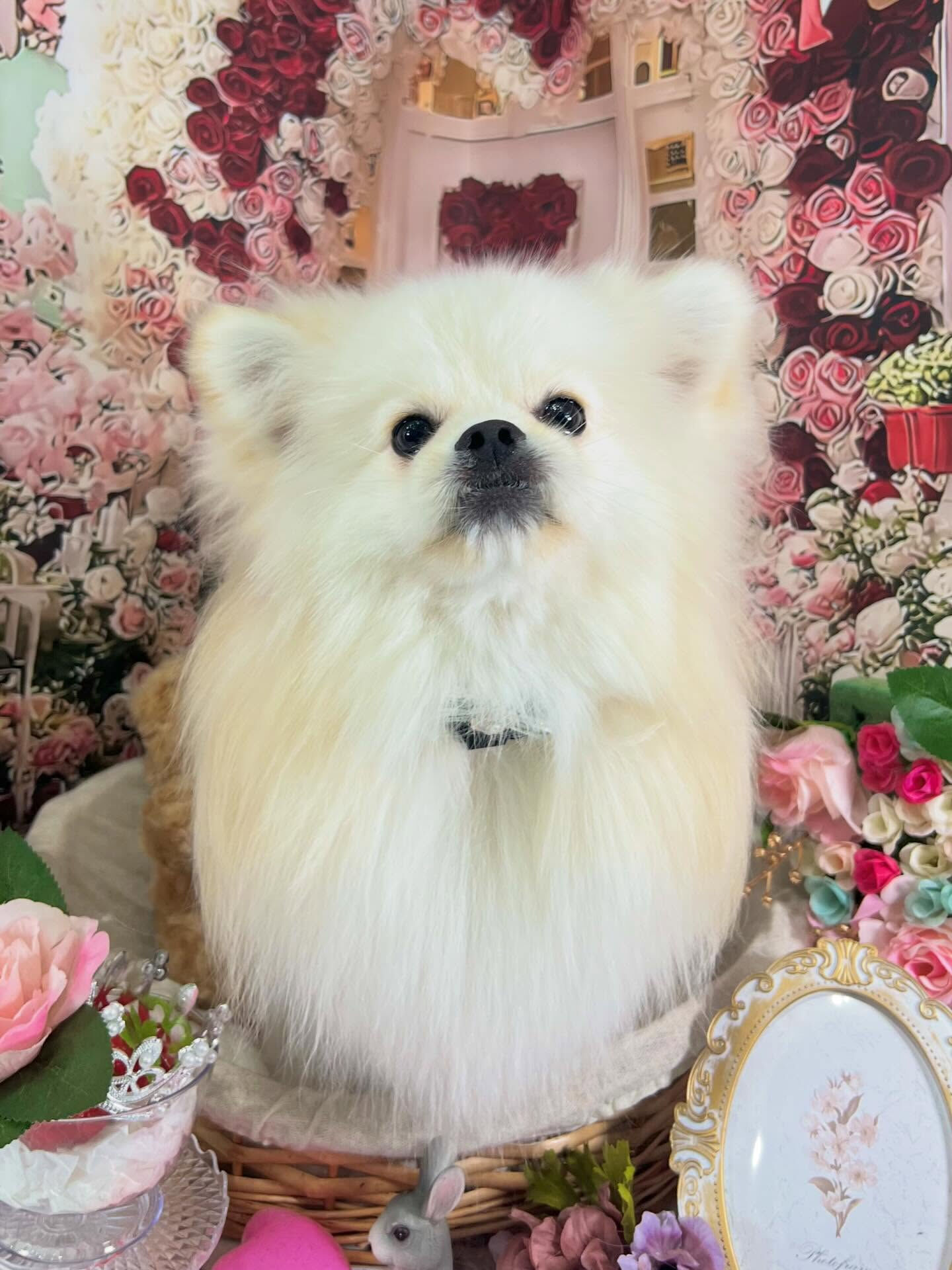 来店いただいたまるくんです🐶✨