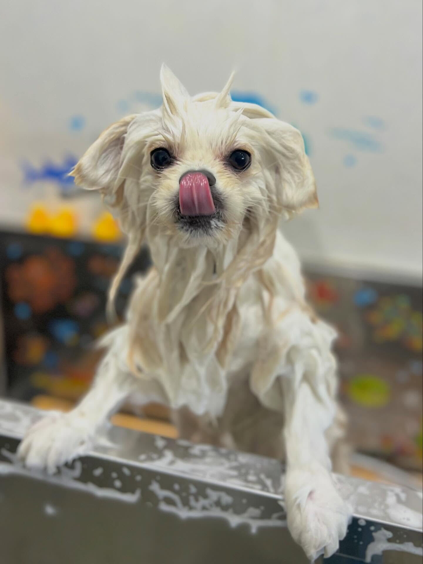 来店いただいたまるくんです🐶✨