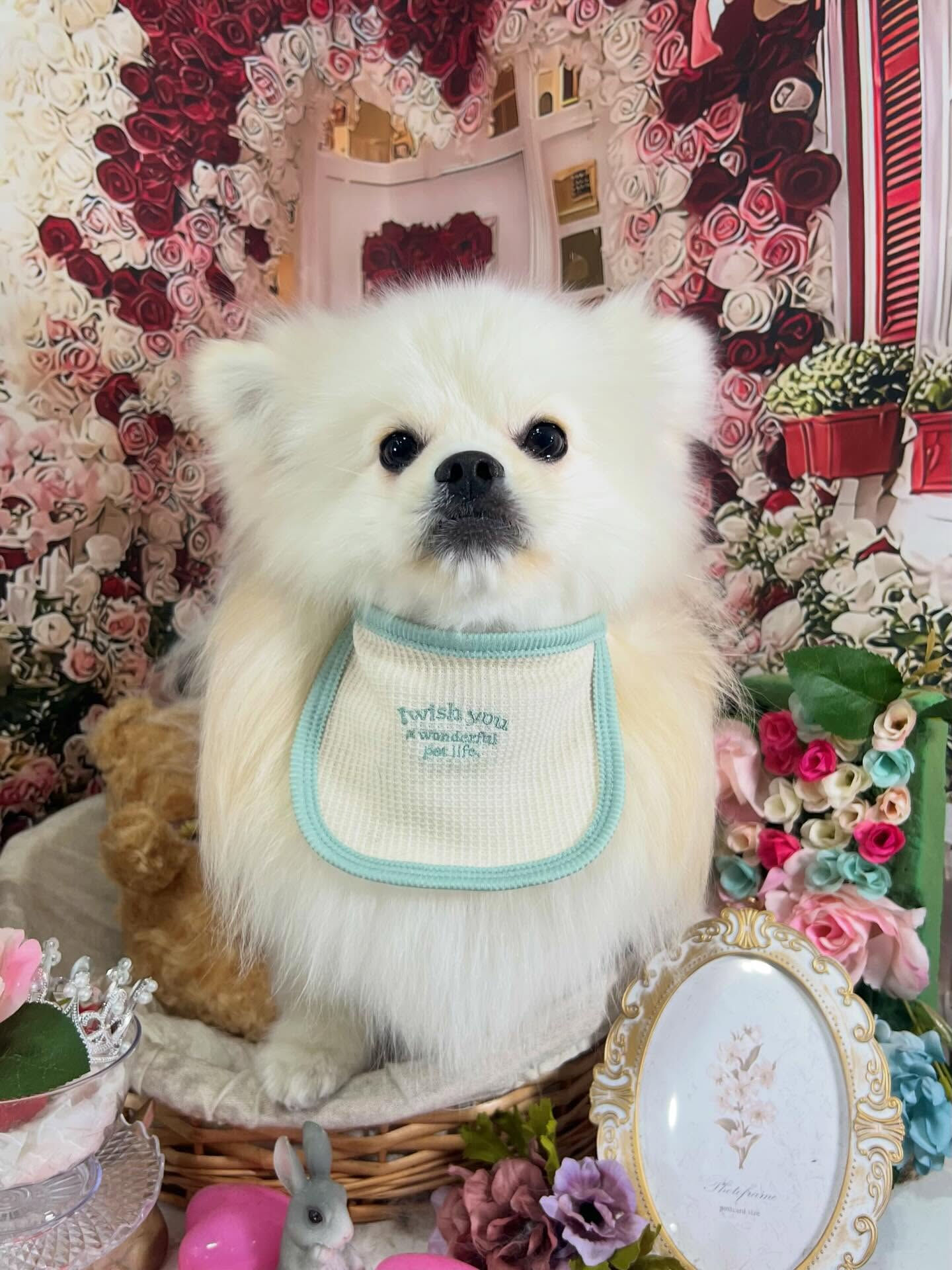 来店いただいたまるくんです🐶✨
