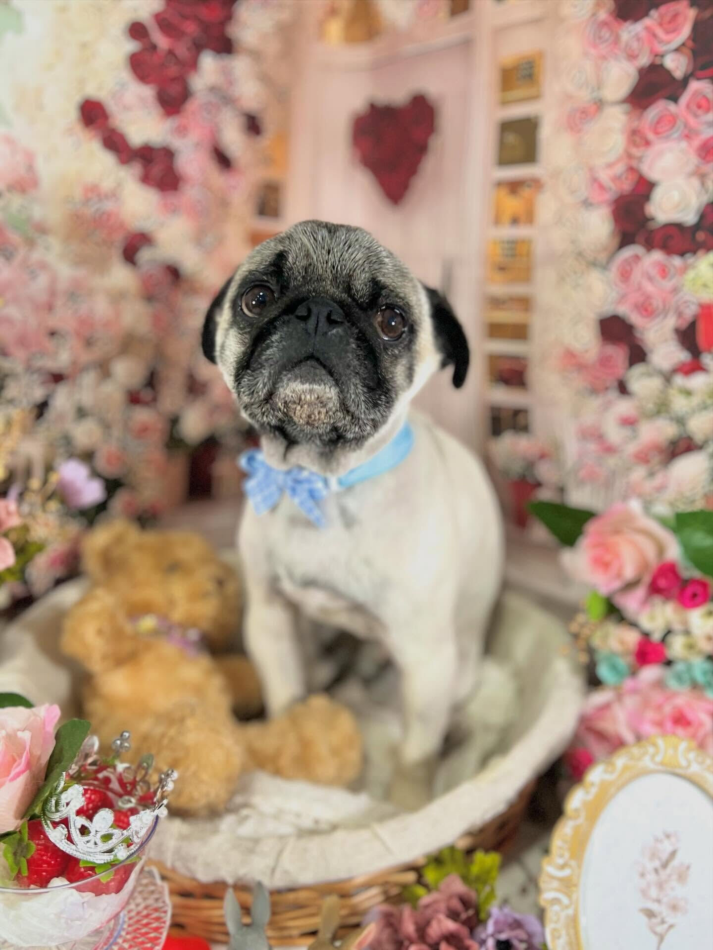 来店いただいたいぃとくんです🐶✨