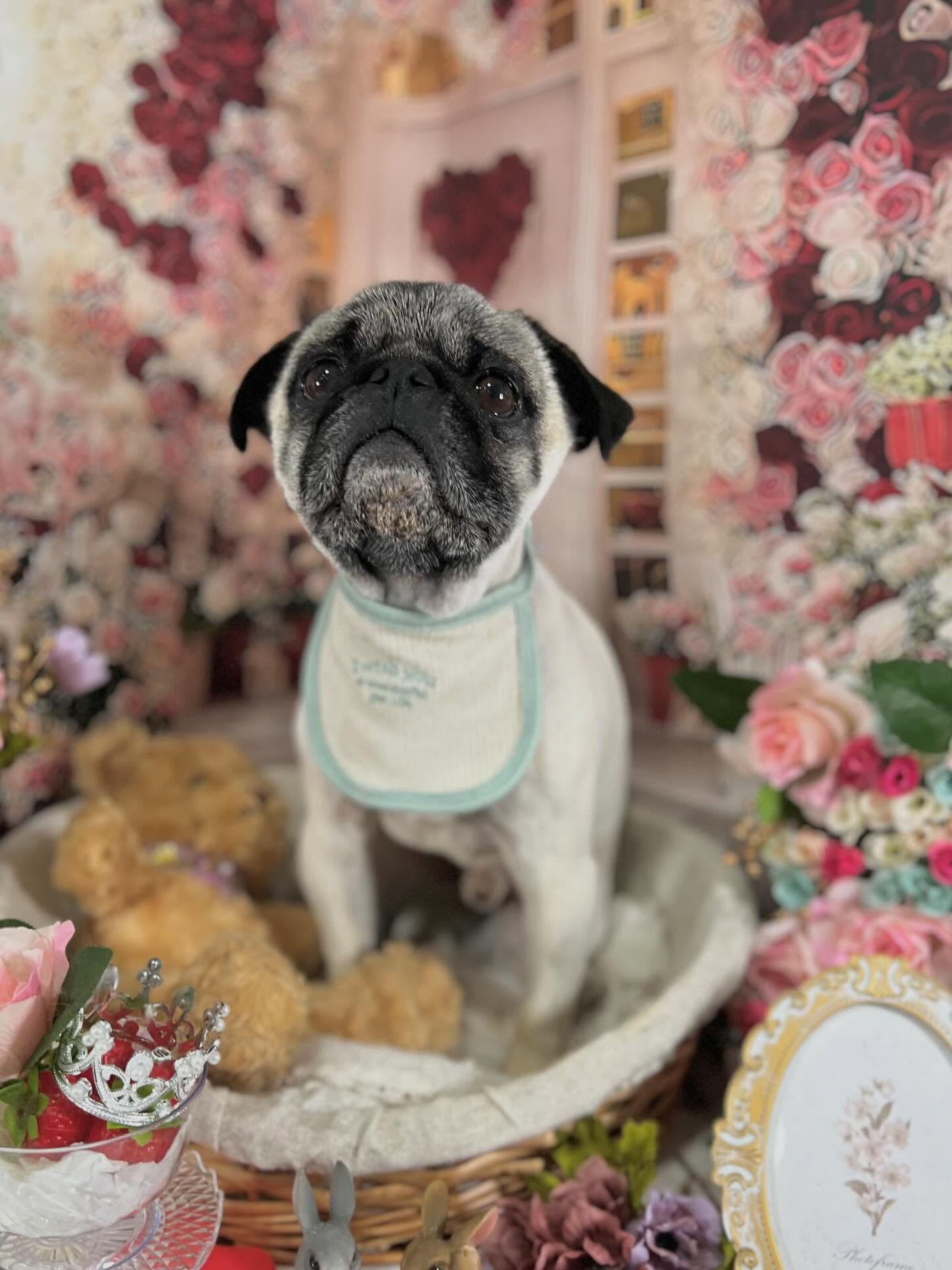 来店いただいたいぃとくんです🐶✨