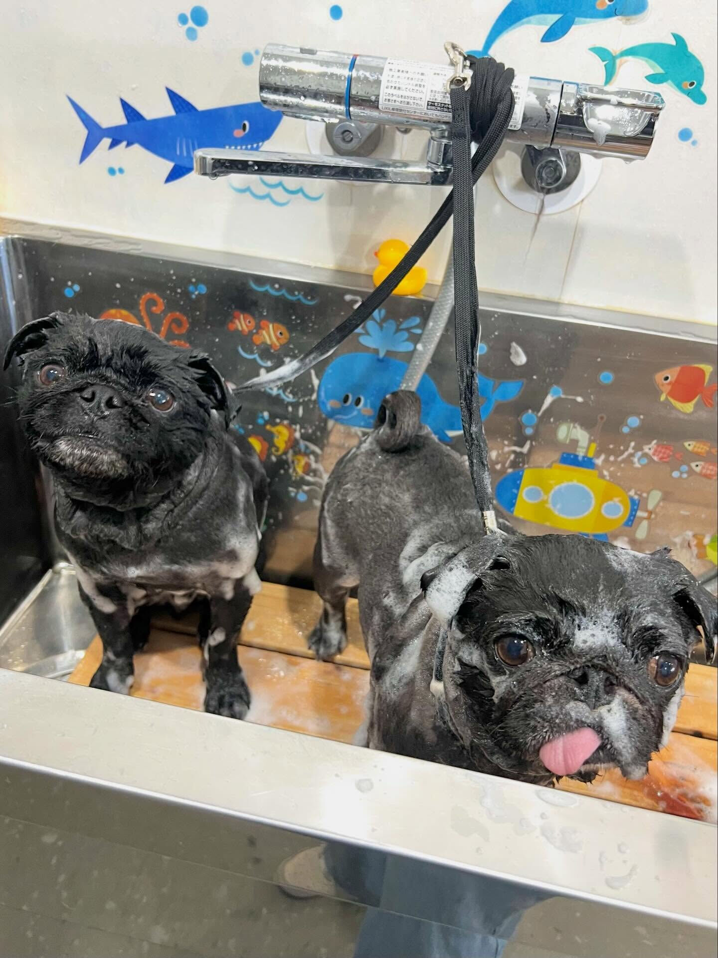 来店いただいたリトくんです🐶✨