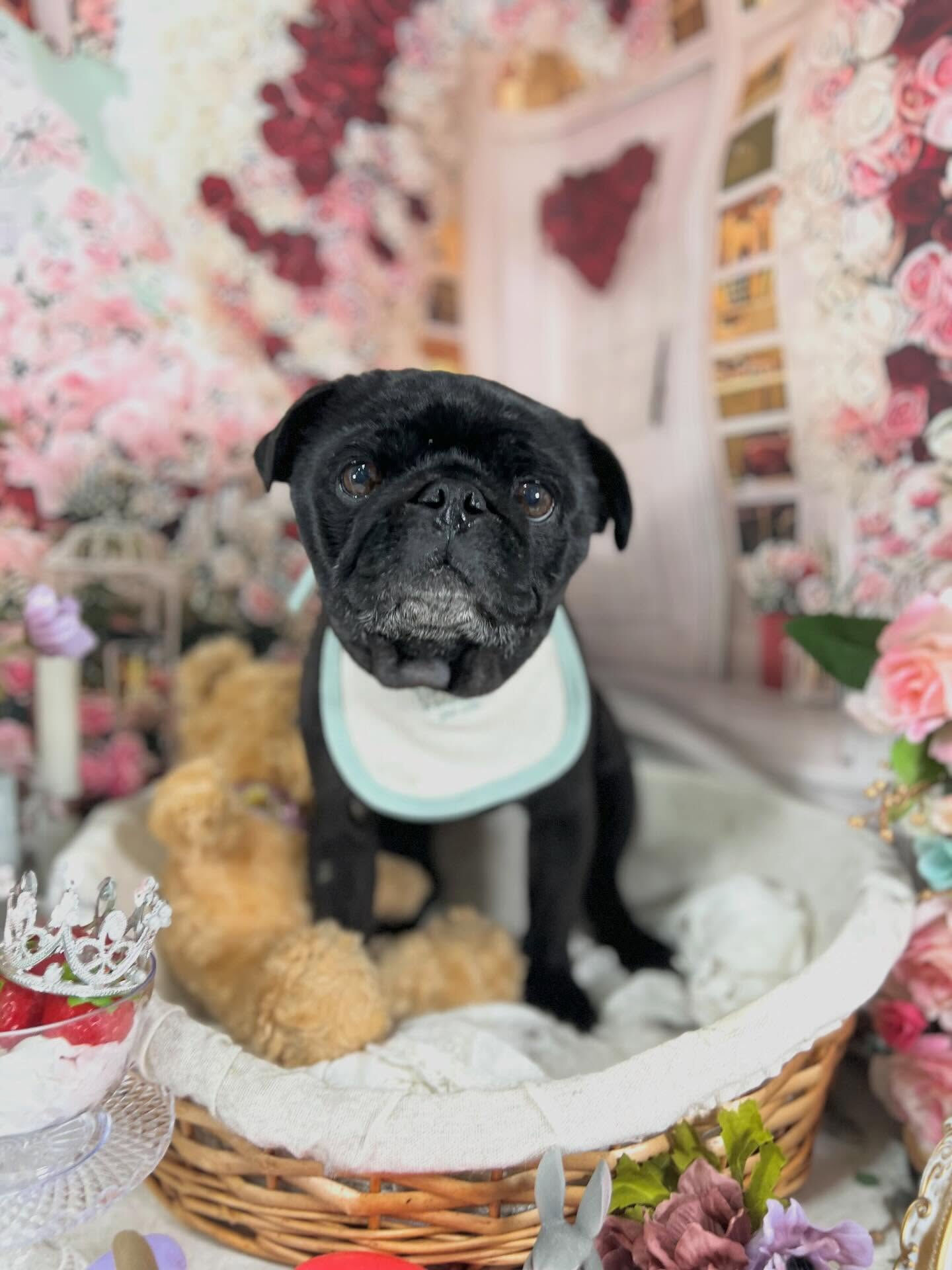 来店いただいたリトくんです🐶✨