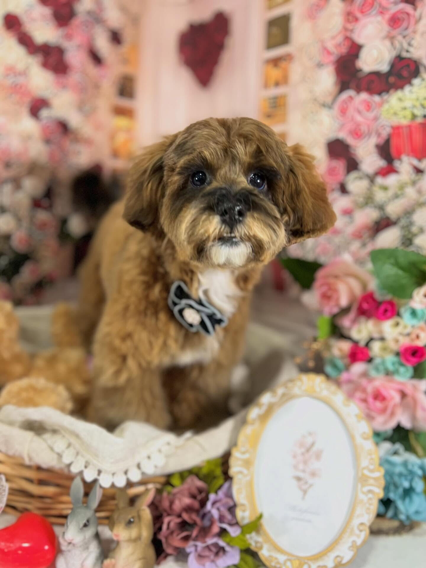 来店いただいたはなちゃんです🐶✨
