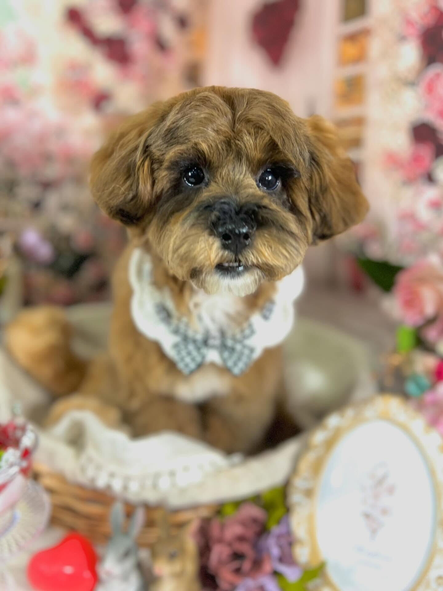 来店いただいたはなちゃんです🐶✨