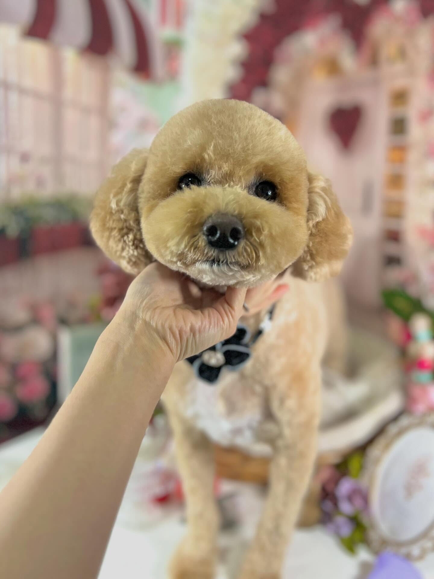 来店いただいたエマちゃんです🐶✨