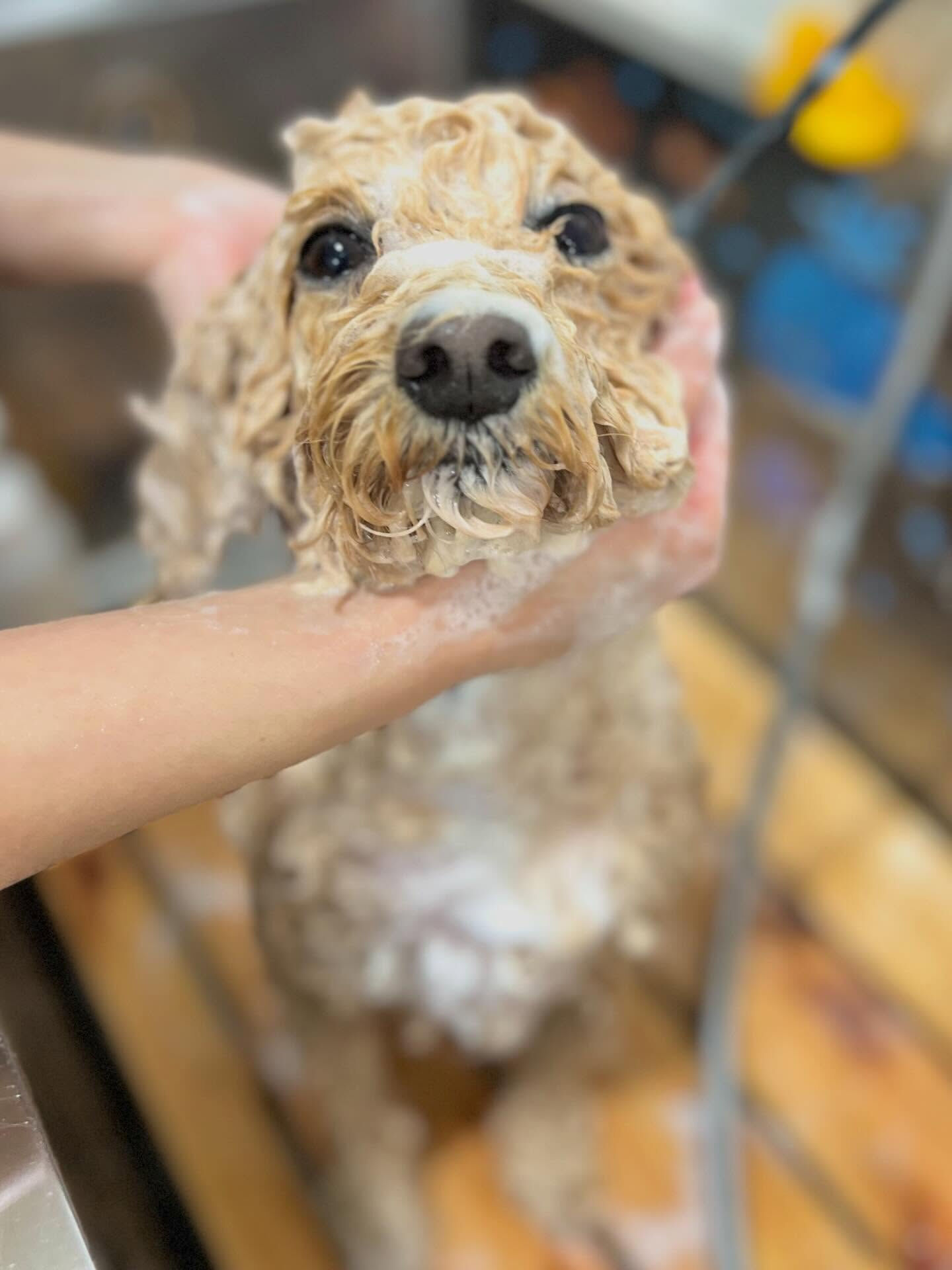 来店いただいたエマちゃんです🐶✨