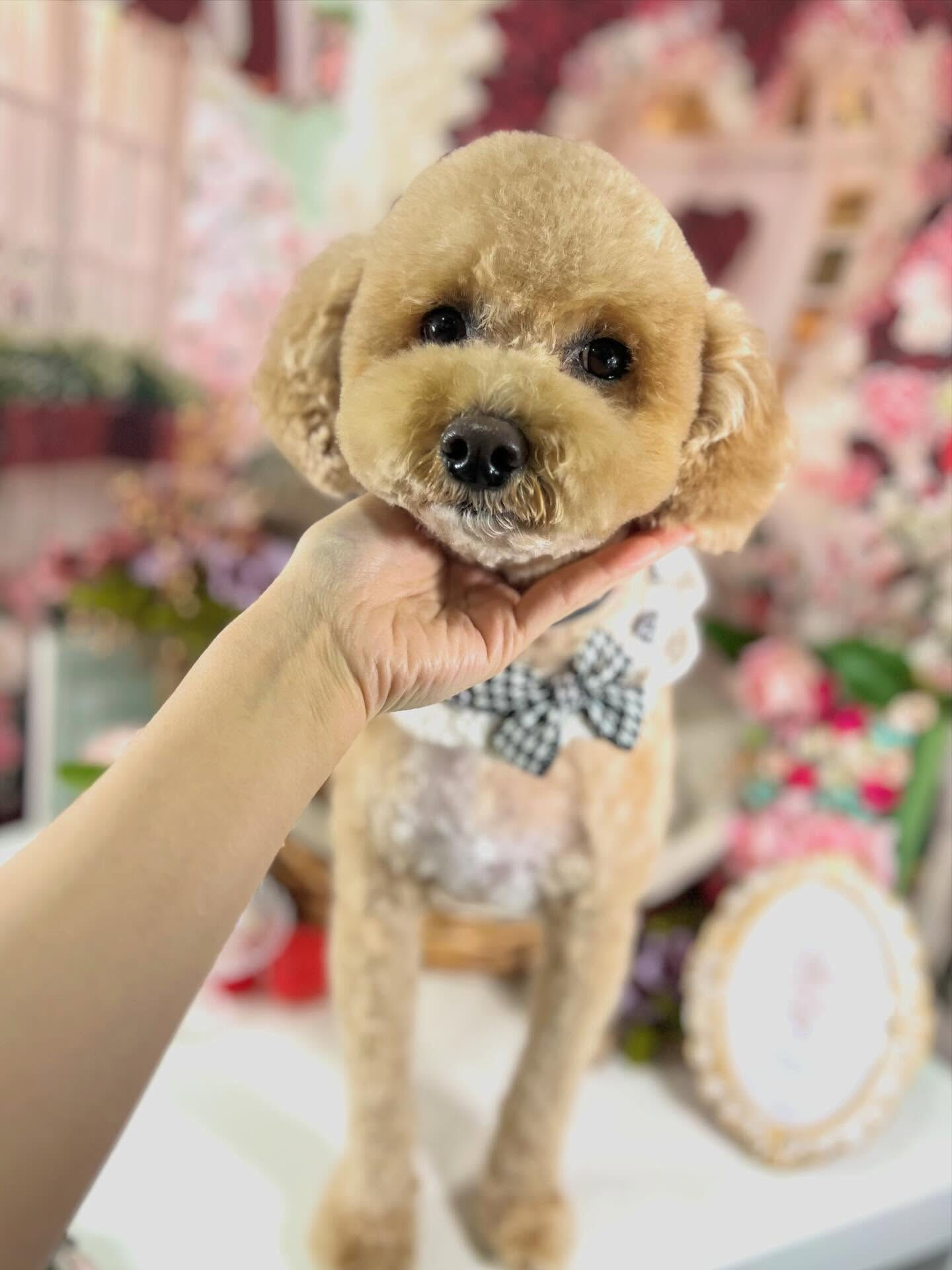 来店いただいたエマちゃんです🐶✨