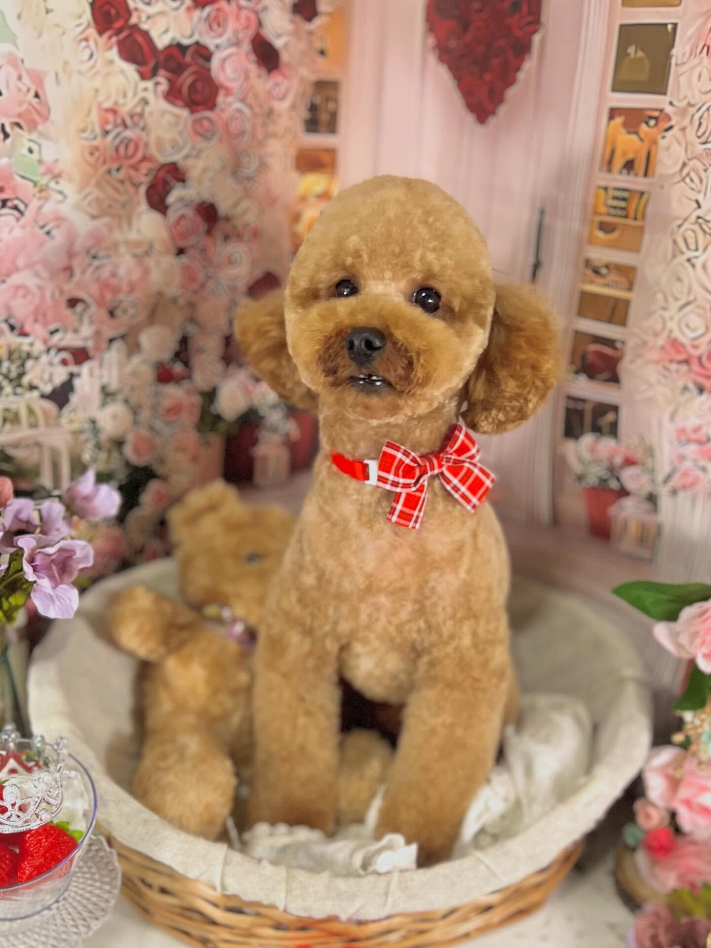 来店いただいたまろんくんです🐶✨